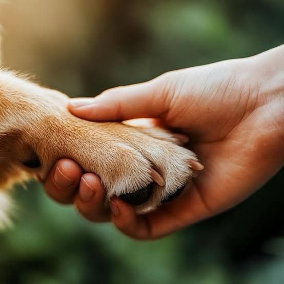 Hoje nos despedimos de uma voz que dedicou sua vida à defesa dos animais: Brigitte Bardot.
Bardot ensinou que os animais merecem dignidade, respeito e proteção e é essa mesma verdade que guia o nosso trabalho na VV, onde lutamos por vidas vulneráveis, humanas e não humanas. Com eficiência, cuidado e carinho. ❤️🌍
Cada vida importa. Cada ser merece ser protegido. Que o exemplo de dedicação à causa animal nos inspire a agir com amor e responsabilidade todos os dias.
👉 Apoie a VV no LINK DA BIO e junte-se a nós nessa missão de cuidarmos uns dos outros, especialmente dos que não têm voz.
