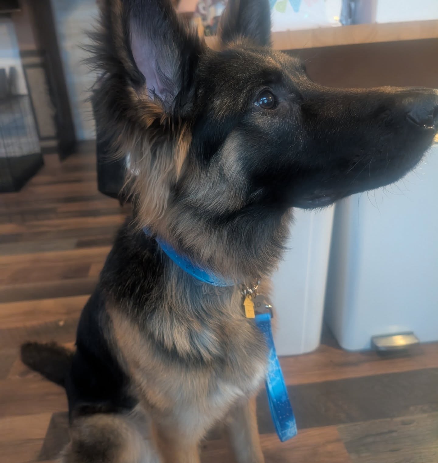 Look at this family of cuties in their new collars and traffic lead! Thank you for being a repeat customer for all your furry family members. 😍💜
#dogcollar #custompetcollars #germanshepherds #smallbusiness #petcollar