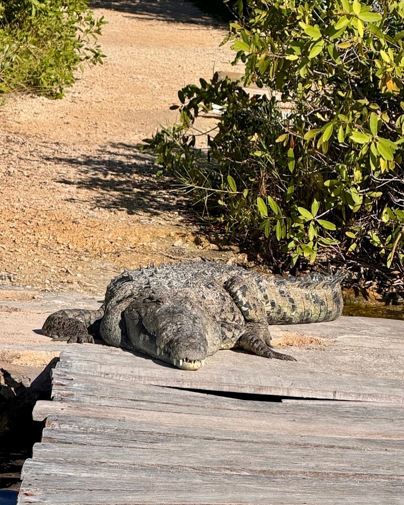 Sian Ka’an is wild in the best way possible. 🌿🐊✨
Cruising through this protected paradise, it’s not unusual to spot crocodiles sunbathing, dolphins swimming freely, turtles passing by, rare birds flying overhead, and all kinds of wildlife living exactly where they belong — untouched and free.
This is not a zoo.
This is nature doing its thing.
Every encounter feels unreal, humbling, and unforgettable. If you love real wildlife and raw nature, Sian Ka’an will steal your heart. 💚🌊
#siankaan #mexicokantours #wildlifeencounter #crocodiles #rivieramaya #naturelovers #protectedparadise #travelmexico