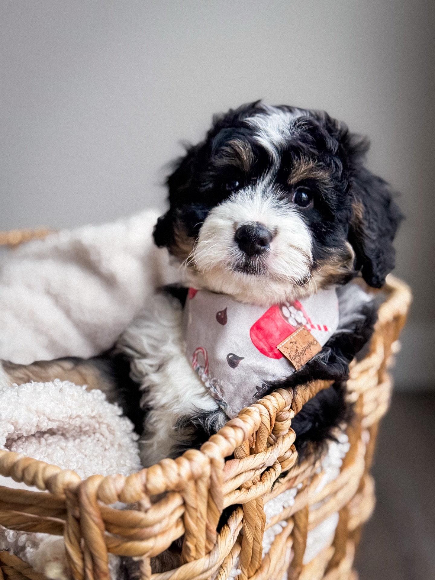 Edit to say both girls have found their families ๐กโค๏ธ
Our last two Mini girls left from our Sip and Snuggle litter after selections happened earlier this week.
Intentionally raised with our daily curriculum and early exposure, deeply loved, and already settling into the rhythms of family life. These girls have the sweetest temperaments and are ready to step into their forever homes ๐ค๐พ
If youโve been waiting for the right timing, this might be it.
DM us for details.