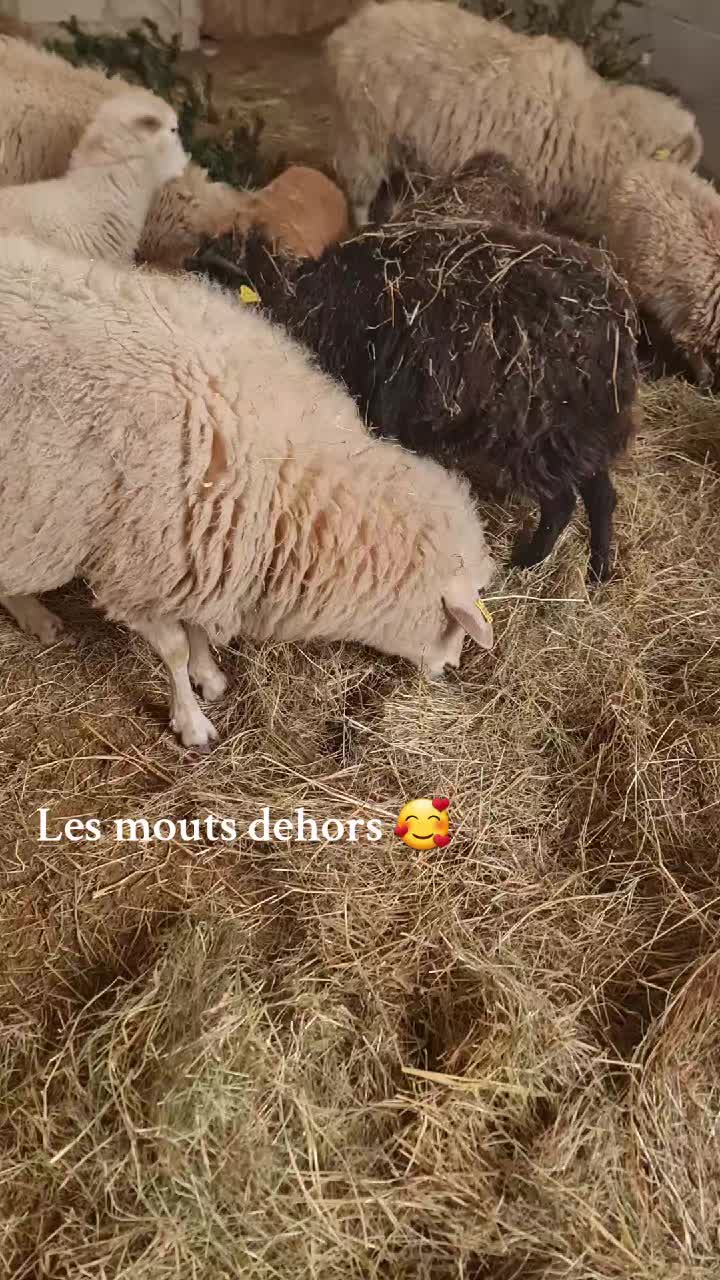 ❄️ Nos chèvres et moutons en hiver ❄️
#hiver #fermeles2cocottes #fermepedagogique #chevre #mouton #ain #bourgogne #aintourisme