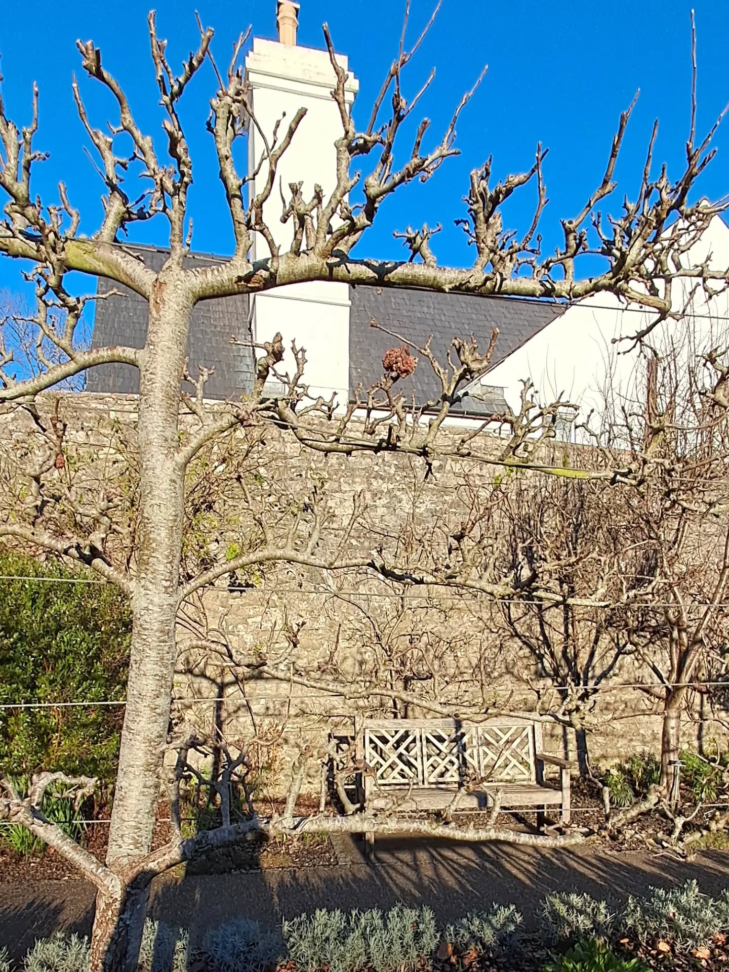 Physic Garden in Cowbridge. No edit. Blue blue sky. #cowbridge #valeofglamorgan