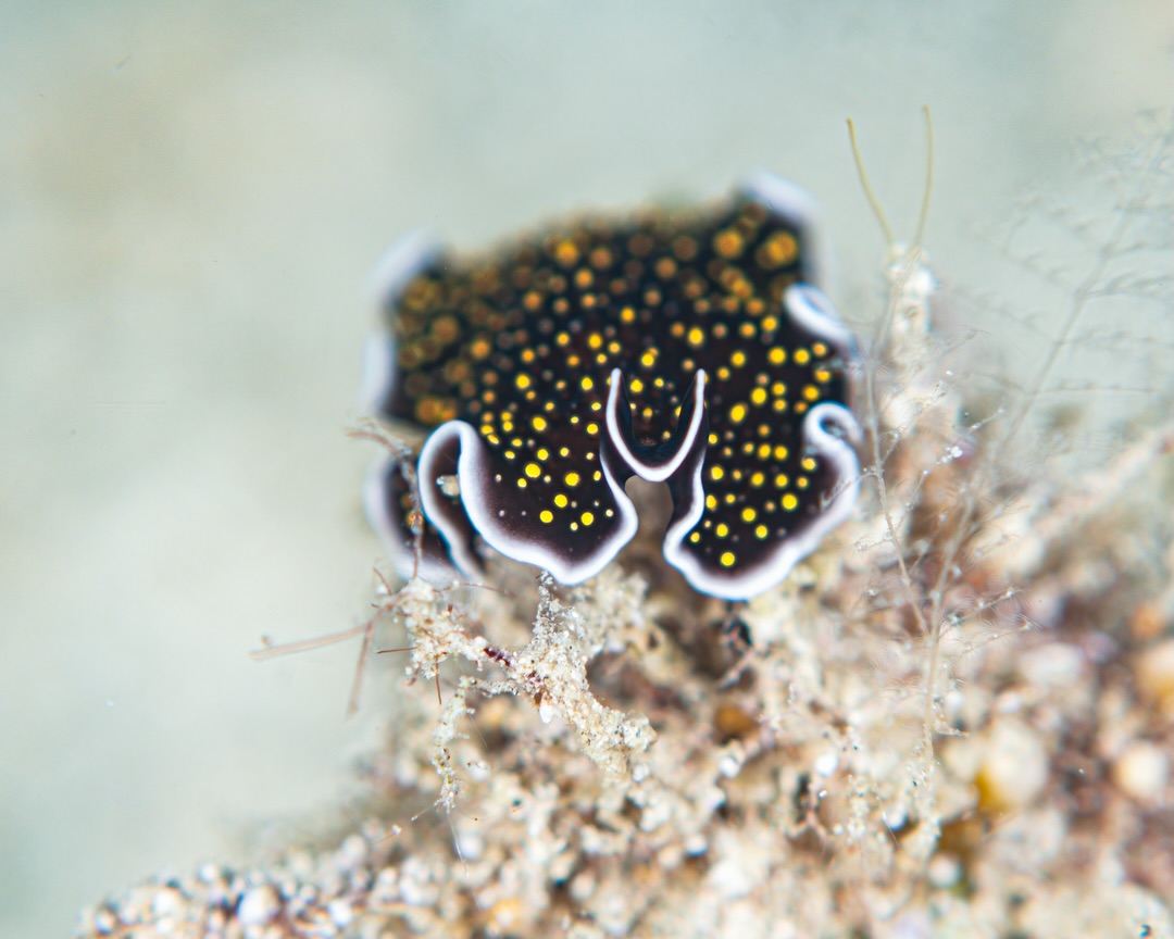 ๐๐จ๐ฅ๐-๐๐ฉ๐จ๐ญ๐ญ๐๐ ๐
๐ฅ๐๐ญ๐ฐ๐จ๐ซ๐ฆ
๐ป๐๐๐๐๐๐๐๐๐๐ ๐๐๐๐๐๐๐๐๐๐๐๐๐๐๐
A beautiful reminder that not everything bright on the reef is a nudibranch. This species is a flatworm โ often confused with nudibranchs, but lacking the anatomical features of a nudi - the rhinopores and gills most especially. They glide rather than crawl, undulating across the bottom โ and those gold spots โ not hard to see how its common name was made up!
We donโt see them often here scuba diving here in Havannah Harbour, which makes each encounter all the more special. Theyโre extraordinary macro subjects and a wonderful example of why slowing down reveals an entire hidden world beneath us.
๐๐ข๐ฏ๐ ๐ฌ๐ฅ๐จ๐ฐ. ๐๐จ๐จ๐ค ๐๐ฅ๐จ๐ฌ๐๐ซ. ๐๐จ๐ญ๐ข๐๐ ๐ญ๐ก๐ ๐ฅ๐ข๐ญ๐ญ๐ฅ๐ ๐ญ๐ก๐ข๐ง๐ ๐ฌ!!
John Warmington
๐๐๐๐ง ๐ญ๐จ ๐๐ข๐ฏ๐ ๐๐ง๐ ๐๐ข๐ง๐ ๐ง๐๐ฐ ๐๐ซ๐ข๐ญ๐ญ๐๐ซ๐ฌ?
Message or visit our webpage for more details at:
๐ฌ๐ฌ๐ฌ.๐๐ง๐๐ฉ๐ฉ๐๐ง๐จ๐ฅ๐ค๐ฉ๐ฉ๐๐ง.๐๐ค๐ข
Why not relax and spend a few days away โ dive and stay at Karma Waters Villa
๐ต๐๐๐ฝ๐://๐๐๐.๐ฎ๐ถ๐ฟ๐ฏ๐ป๐ฏ.๐ฐ๐ผ๐บ/๐ฟ๐ผ๐ผ๐บ๐/๐ญ๐ฏ๐ด๐ฏ๐ฑ๐ด๐ฏ๐ต๐ฑ๐ญ๐ท๐ท๐ฒ๐ณ๐ณ๐ญ๐ต
#ReefCritters #UnderwaterPhotography #VanuatuMoments #DiveVanuatu #KarmaWatersVanuatu