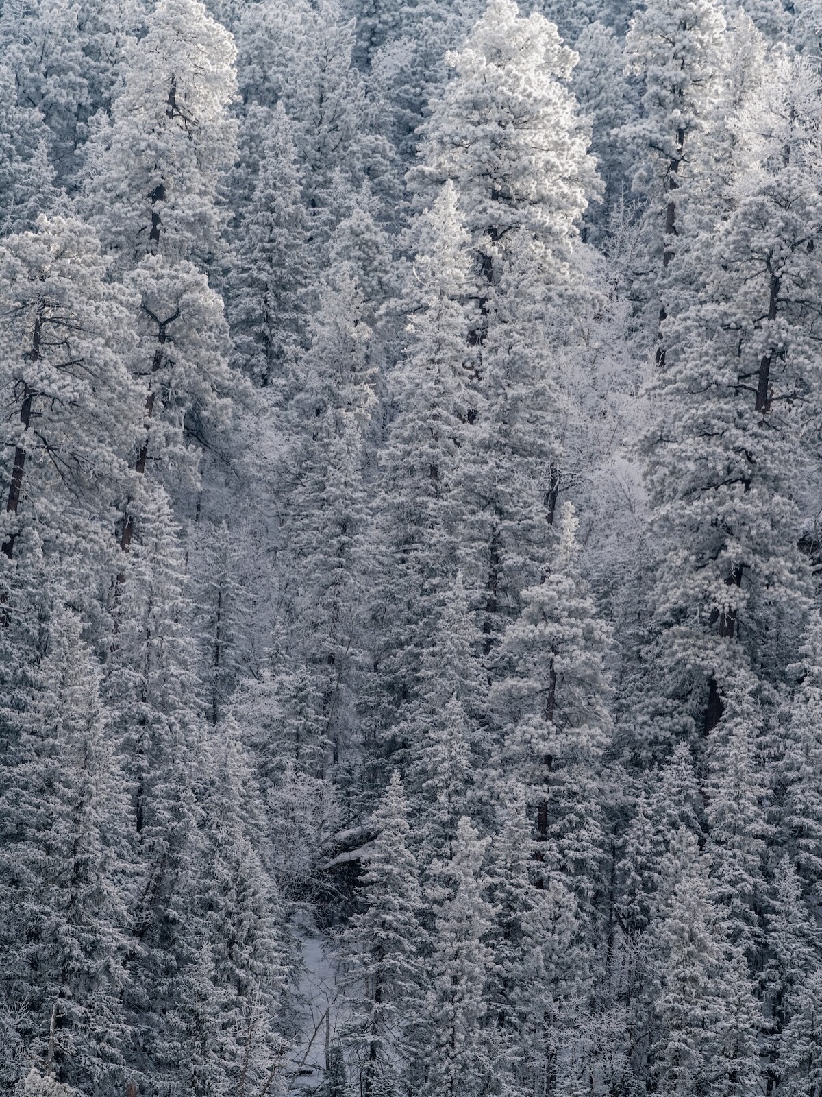 At first glance, it’s just winter trees.
Then you step closer… and suddenly it’s a thousand quiet details unfolding at once.
This snowy Spearfish Canyon scene was never meant to be literal…it’s an abstract moment of nature, expanded to a 40x60 canvas where texture, depth, and stillness take center stage. Frosted branches begin to feel almost touchable. Layers emerge. The longer you look, the more the image reveals.
Blown up large, pieces like this become more than wall art. They become a statement. Calm yet striking. Subtle yet powerful. A moment that changes the energy of a room the instant you walk in.
This is the kind of artwork you live with.
And no matter how many times you pass by, you’ll always find something new!
Some artwork asks to be noticed. Others invite you to slow down.
If you’re ready for a statement piece that reveals itself over time, let’s find the right scale for your space. 💁🏼♀️