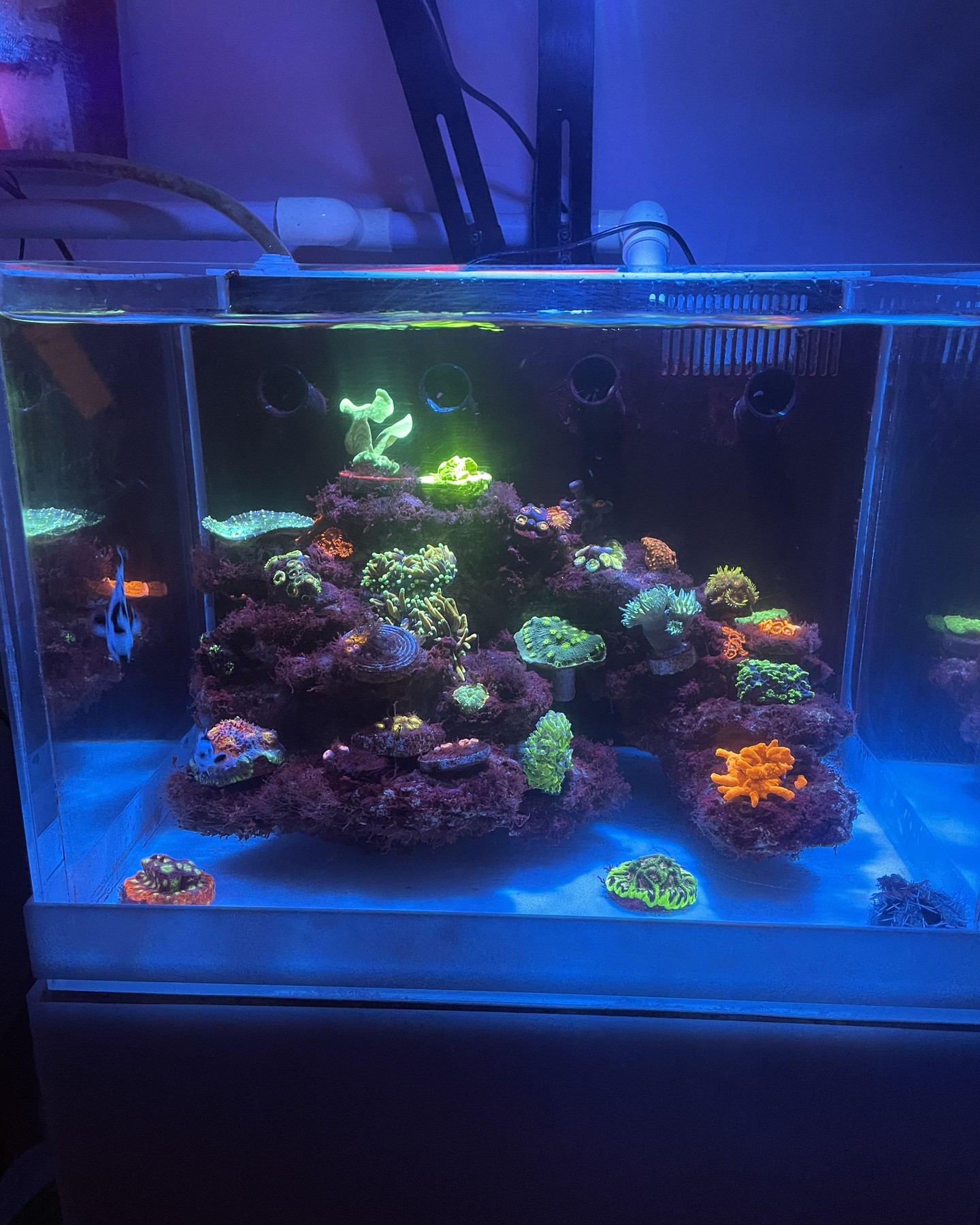 Who else does this!? 😅
I keep moving corals around and swapping them out on our frag tray… I really should stop and let them grow out to make this desktop tank absolutely STUNNING!
Frag tray life = instant “new tank day” vibes every week 😂
Drop a pic of your latest coral shuffle in the comments 👇
Websites:
https://www.thepolyppros.eu
https://www.thepolyppros.co.uk
#thepolyppros #reefkeeping #reeftank #saltwateraquarium #coralreef #coraladdict #fragtray #fragtank #reefingcommunity #reefbuilders #reefaquarium #coralswap