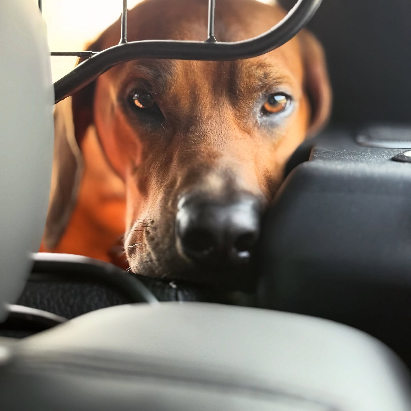 Beifahrer ohne Mitspracherecht, dafür mit eingebautem Schuldgefühl-Blick 🐶
.
.
#rhodesianridgeback #hundeliebe #ridgeback #🐶 #dog