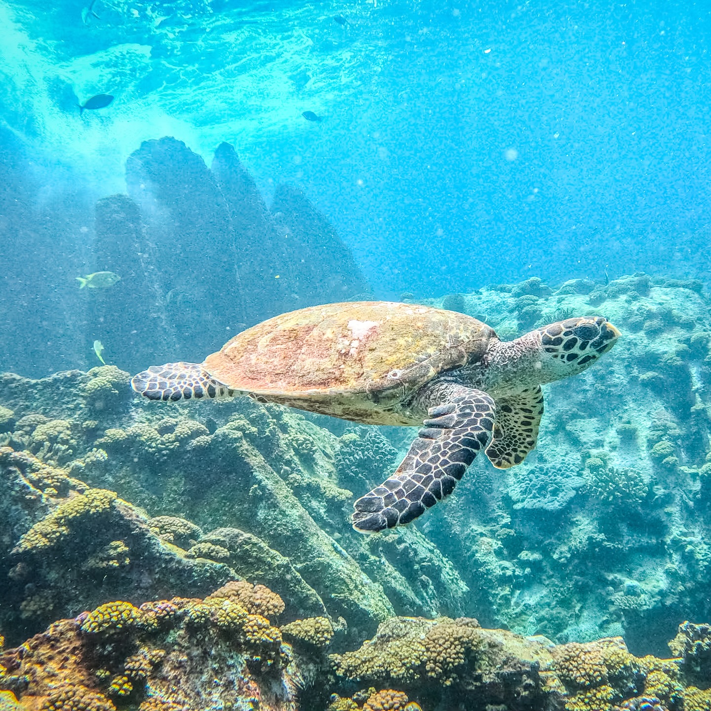 Slow surf
#turtle #seychelles #indianocean