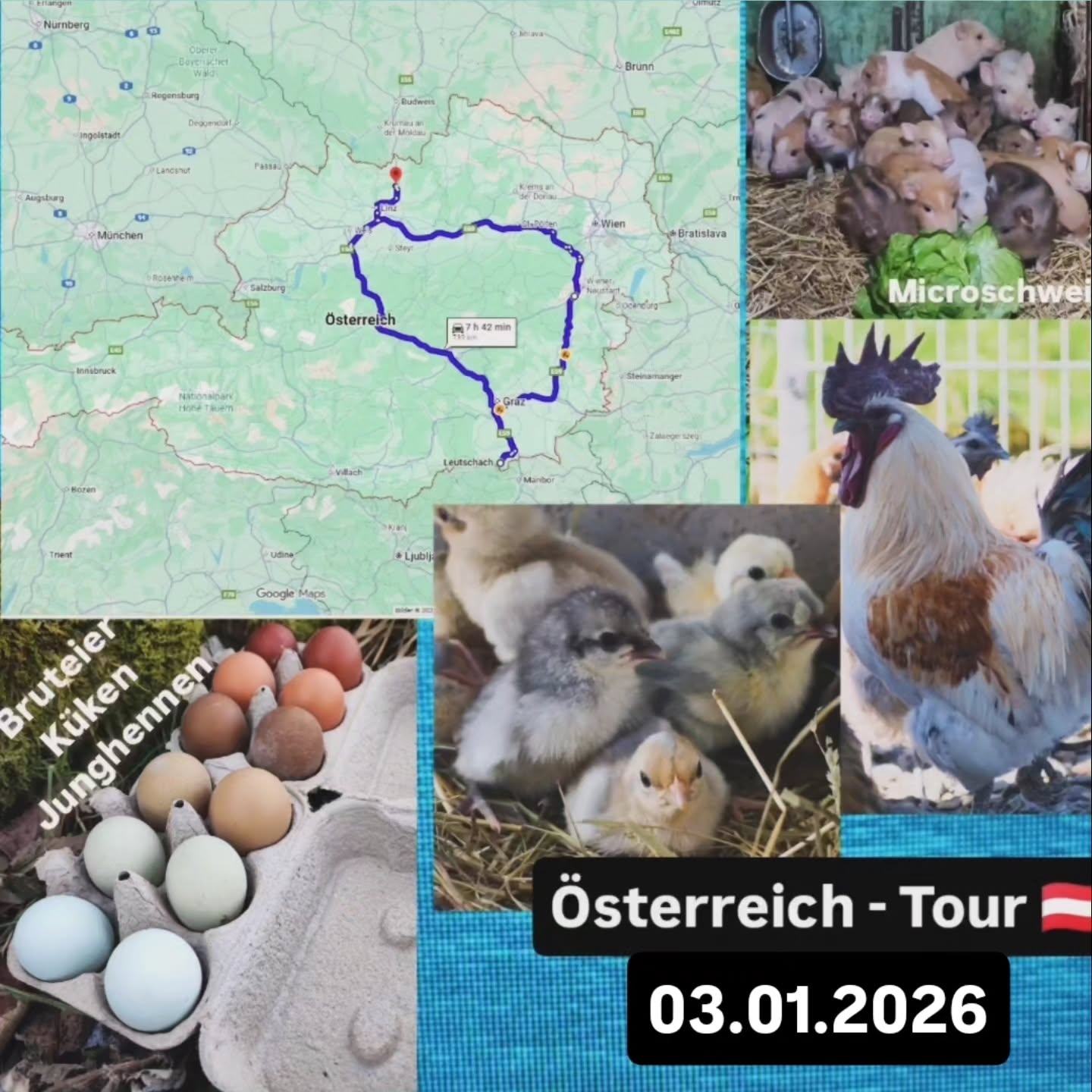 Verschoben auf kommenden Sonntag!
Servus Oö, NÖ, Wien, Burgenland und Steiermark.🇦🇹
Am Sonntag 04.01 bin ich wieder unterwegs.
Wenn ich jemanden von mir etwas mitnehmen darf, gerne PN.
Je nach Emoji habe ich:
🥚-Bruteier, 🐥-Küken, 🐓 - Junghennen
◼️Rassen-Themenboxen
von mir nach ihren gewünschten Eigenschaften zusammengestellt:
Selbstversorger, Buntes Nest, Winterleger...🥚🐥🐓
◼️Ayam Cemani🥚🐥🐓
◼️Ayam Cemani- Indonesische Linie 🥚🐥🐓
◼️Ayam Cemani Blau🥚🐥
◼️Bayrische Landzwerge🥚🐥🐓
◼️British Lavender Araucana🥚
◼️Cream-Opal Legbar🥚🐥
◼️Donxiang lukedanji blauleger🥚🐥🐓
Silber, hanffarben, schwarz
◼️GA Dong Tao🐓
◼️Gà H'mông🥚🐥🐓
- Europäisch
- Asiatische
- Bunt
◼️Gà H'mông Nackthals🥚
◼️Marans🥚🐥🐓
◼️Meierijs hoen Blauleger🥚🐥
◼️Moorhühner Gelbleger🥚🐥🐓
◼️Olivleger F1, F2, F3...🥚🐥
◼️Onagadori Bunt🥚🐓
◼️Parrot beak aseel🥚🐥🐓
(Die zutraulichste Rasse, die unangefochtene Spitzenklasse)
◼️Perlhühner weiß🥚🐥🐓
(Habicht und Mader Abwehr)
◼️Sandschak🥚
◼️Seidenhühner und gelockt/Frizzle bunt🥚🐥🐓
◼️Siciliana Hörnerkämme🥚🐥🐓
◼️Siciliana Kronenkämme🥚🐥🐓
◼️Spanier schwarz weiß blau🥚🐥
◼️Thai Siam black🥚🐥🐓
(Habicht und Mader Abwehr)
Laufvögel:
◼️Strauß 🐓
Schweine:
◼️Mini/Microschweine 🐖
◼️Iberische- Manchado de Jabugo 🐖
◼️Gutscheine für Tierwelt Rauch🎁
Ausführliche Informationen, Fotos und Zuchtgruppendetails findest du unter:
www.broholmer-zucht.com | Instagram & Facebook: @huehnerwelt_rauch
________________
Bezüglich Treffpunkt können wir uns gerne persönlich abstimmen.
Zur Orientierung die Route verläuft über:
Hinfahrt Vormittag:
Linz, Ansfelden,
A1, Enns, Haag, Amstetten,
E60, Melk, St. Pölten, A21, Steinhäusl, Alland, Baden,
E59, Leobersdorf, Wiener Neustadt, Grimmenstein, Pinkafeld, Bad Waltersdorf,
65, A2, Fürstenfeld, Gleisdorf, Graz
Rückfahrt Nachmittag: Straß in Steiermark, E59, Leibnitz, Werndorf,
A9, Graz, Gratkorn, St. Michael in Obersteiermark, Mautnern, Trieben, Rottenmann, Windischgarsten,
A9, Kirchdorf a.d. Krems,
Sattledt, Wels, Ansfelden, Linz
_____________________
Bis bald,
Gabriel von Tierwelt Rauch - Haustiere mit Charakter