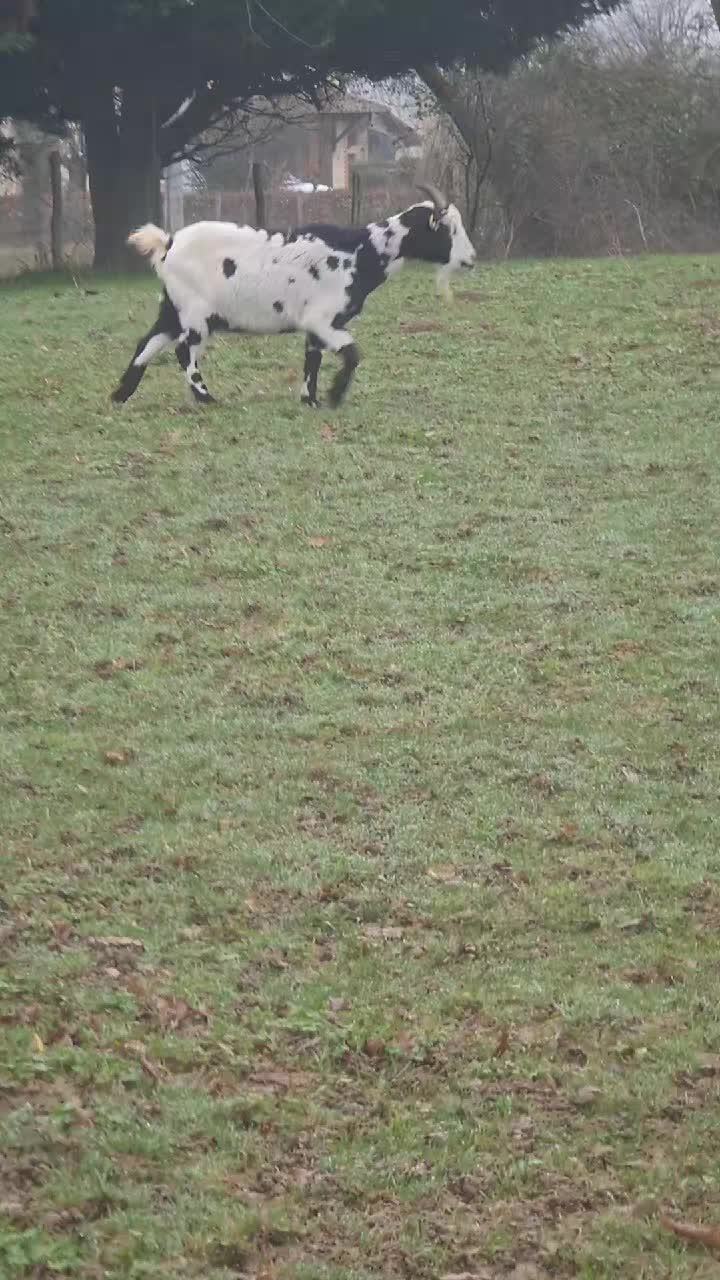Petite balade d'hiver 2025
#fermeles2#fermeles2cocottes #ain#aintourisme #bourg#bourgogne