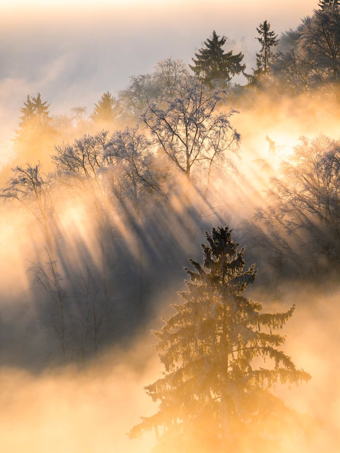 When golden light hits a frozen forest shrouded in fog 🔥