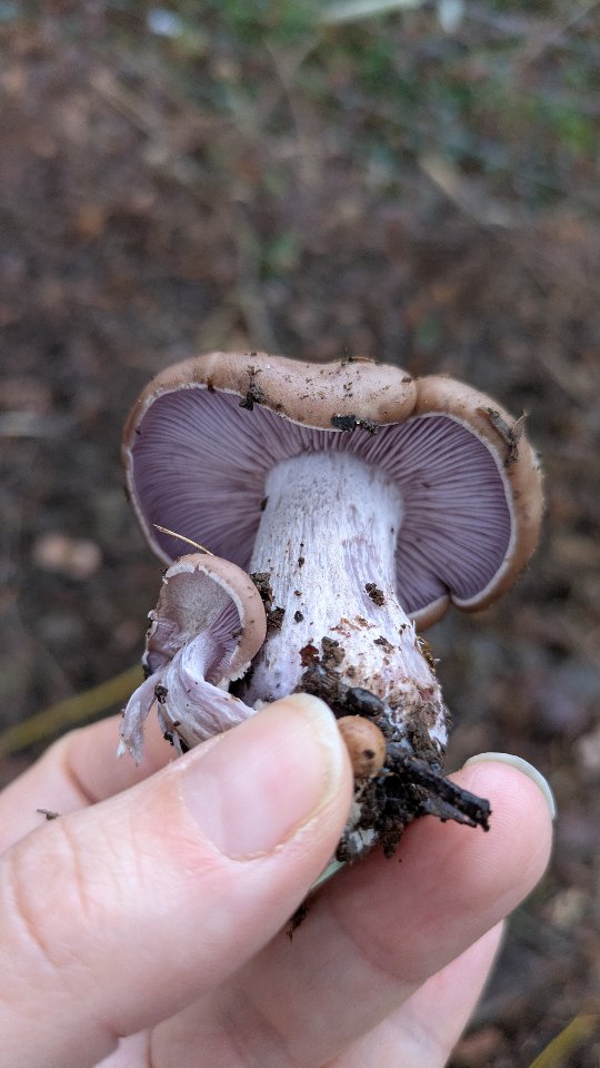 This is all I could muster.
Positivity returning in several days 😆🤞🏻🍄🟫