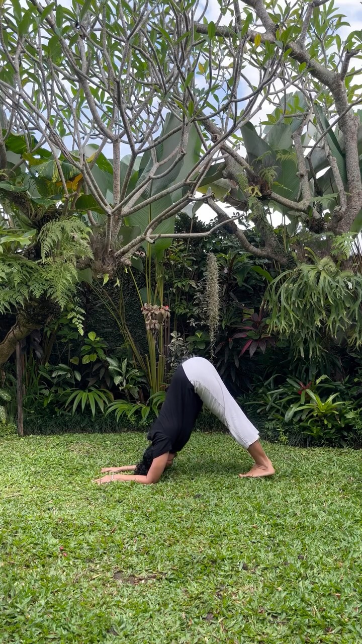 🤸♀️ Day 4: Invert & Refresh 🤸♀️
Morning, Resilience People 💫
Today we shift perspective literally.
A simple inversion to clear the mind and refresh your energy.
Trust the process. You’re building a real habit.
Pose: Dolphin Pose (forearm downward dog) OR Legs-Up-The-Wall (accessible option)
Time to Hold: 1 minute for Dolphin, 3-5 minutes for Legs-Up-The-Wall.🤸♀️🤸♀️
Dolphin Pose (or Legs-Up-The-Wall)
· For Dolphin:
Come to your forearms and knees. Tuck your toes, lift your hips up and back.
· Keep your forearms parallel. Let your head hang gently. Press your chest back toward your thighs.
· Breathe here.
This is a powerful shoulder opener.
· For Legs-Up-The-Wall : Sit sideways with your hip against a wall. Swing your legs up as you lie back."
· Rest your arms out comfortably. Close your eyes if you like. Just breathe and rest here for a few minutes.
Benefits:
· 🧠 Floods the brain with oxygenated blood for mental clarity
· 🩹 Relieves tension in shoulders and spine (where stress hides)
· 🔄 Reverses blood flow to reduce that 'puffy' morning feeling
How it fuels your day: Clears brain fog and creates a calm, alert mind.
Choose the version that feels right for your body today. Both are perfect.
#MorningEnergyChallenge #YogaForEnergy #FreeYogaChallenge #MorningRoutine #WellnessChallenge #morningenergy #yogariabali #morningenergy #yogachallage #closingyear2025 #ubudyoga #gentleyoga
#yogaubud