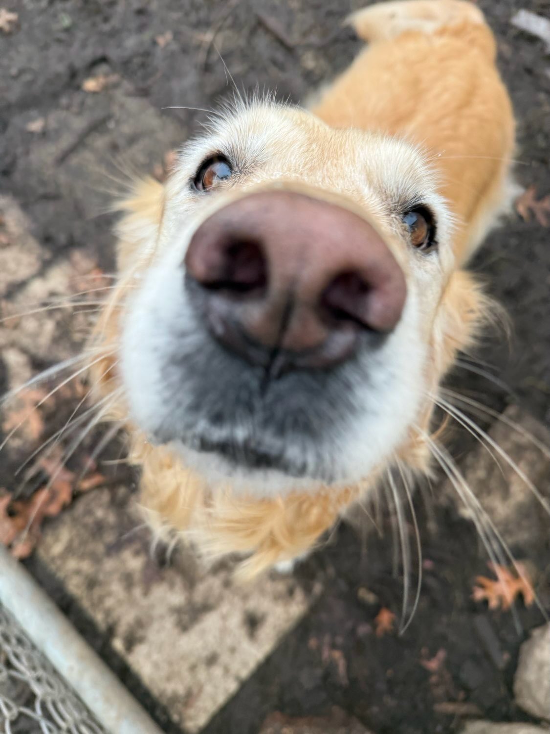 Rainy days are better with dogs🩵