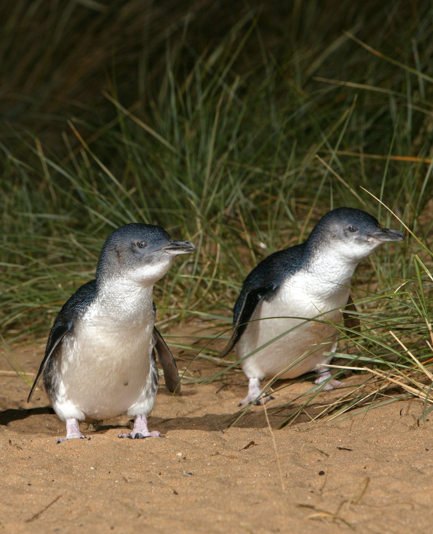 Some experiences are worth waiting all year for - and watching the world’s smallest penguins waddle ashore at sunset is one of them 🐧✨
Each evening, as the sky fades over the Southern Ocean, hundreds of little penguins return to their burrows in a heart-warming display of nature’s rhythm. During the festive season, this extraordinary encounter becomes one of Australia’s most in-demand experiences. These rare moments fill fast during the holidays, but the memories last a lifetime.
📍Phillip Island, Australia
📩 Ask our team to include this must-see experience in your 2026 Christmas itinerary - DM to enquire.
📸 Tourism Australia
#JourneySouthTravel #LuxuryAustralia #PhillipIsland #PenguinParade #WildlifeExperience #TailoredJourneys #SouthPacificLuxury #LuxuryTravel