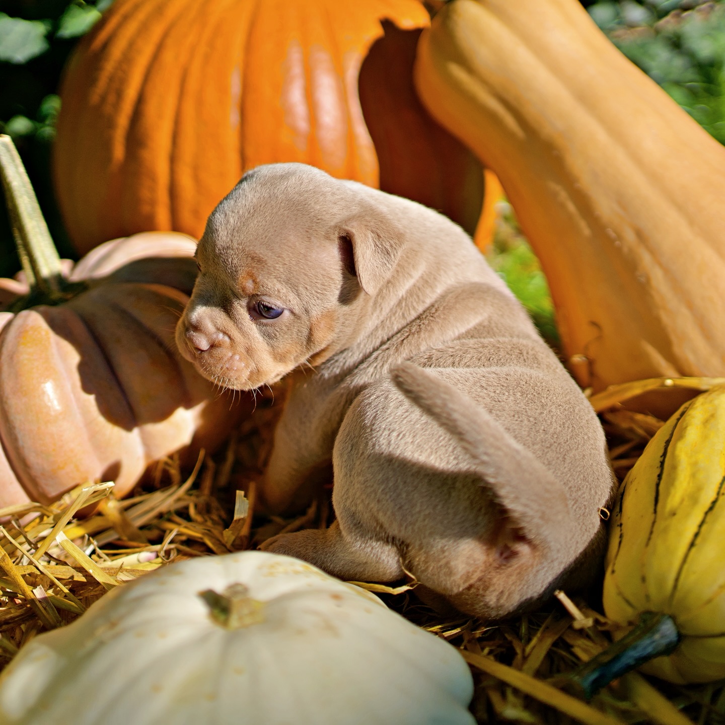 Savannah 🍂
Bei uns läuft im Hintergrund immer ziemlich viel deshalb kommt Instagram manchmal (oder doch häufiger😂) etwas hinterher.
Darum gibt es jetzt, mitten im Winter, doch noch herbstliche Eindrücke von Savannah. 🍂😅
Zu meiner Rechtfertigung: Schnee fehlt ja bisher sowieso (zumindest bei uns). 😂
Savannah ist wach, präsent (auch mal mit längerer Leitung) und voller Energie. 🤪
Sie weiss, was sie will, zeigt ihre Meinung und ist immer mitten im Geschehen. Gleichzeitig ist sie sehr menschenbezogen, liebt Aufmerksamkeit und wenn sie müde wird, verschwindet sie einfach still ins Körbchen. 😴
Eine zuckersüsse Maus mit dem gewissen Etwas.
Mit ihrem wunderschönen Isabella Cherry Tan und den verpeilten Blicken verzaubert sie sofort alle Herzen. 🧡
➡️ Langrute & CDDY-frei – für uns ein echtes Plus in Sachen Gesundheit. 😇
#alphabully
#retrofrenchie
#healthyfrenchie
#bullysmitnase
#französischebulldoggeschweiz