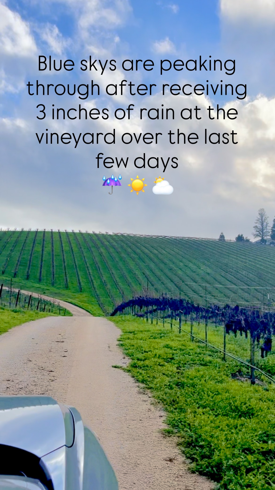 #vineyardlife #winelovers #vineyard #vineyardvibes