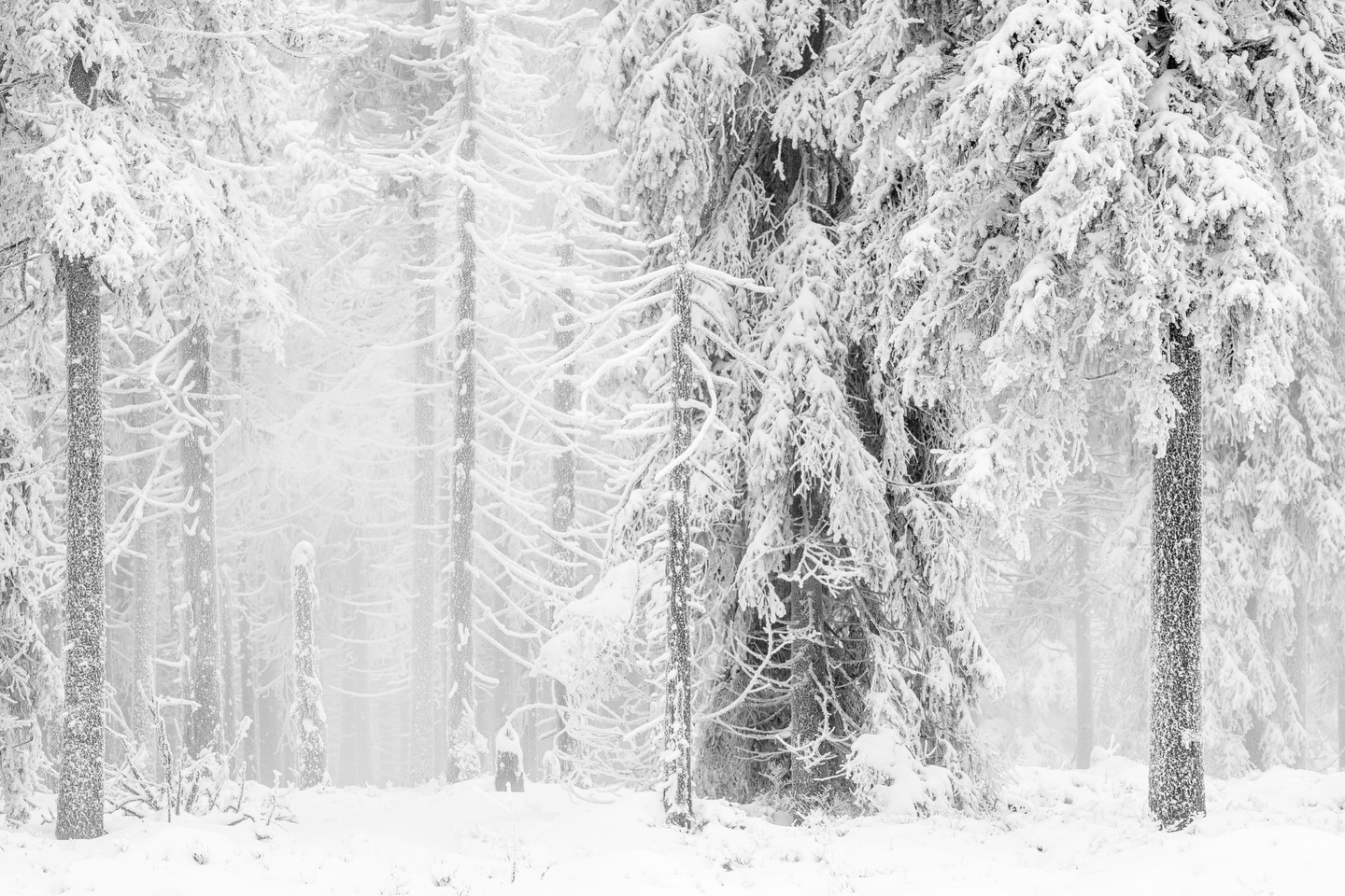 Order & Chaos in the woods.
Being outdoors in such conditions is such a joy. The landscape is covered in a soft blanket of snow which dampens all sounds and creates an almost eerie feeling. Here and there you will get spooked by the sound snow makes when it falls down from the trees. In this image, I love the contrast between the darks of the trees and the brights in the snow and fog.
