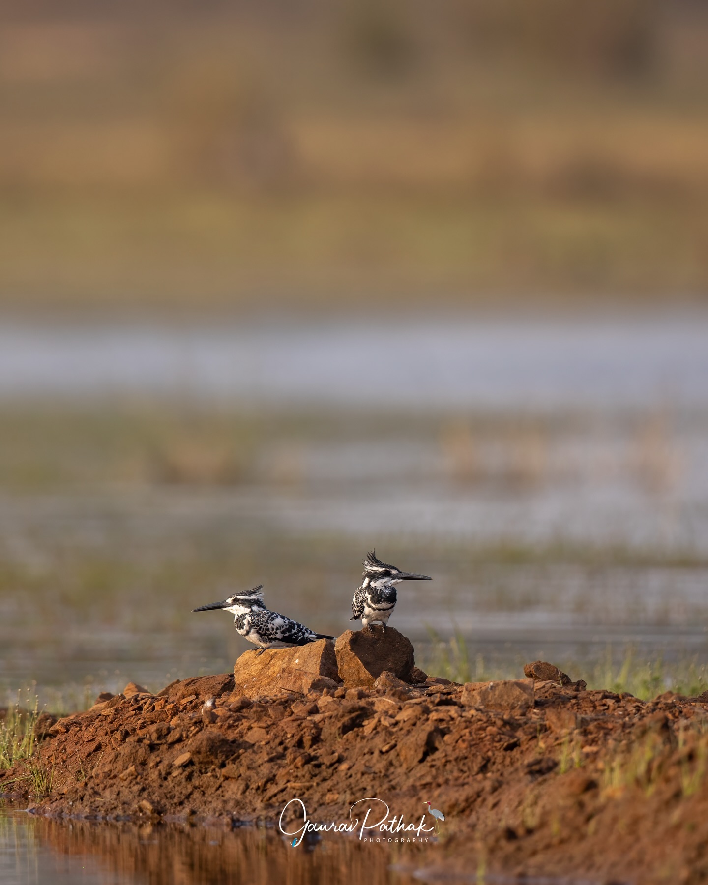 Pied Kingfisher (Ceryle rudis) – Perched on the same rock but looking in completely opposite directions, these two made it look like they weren’t on speaking terms. Of course, it’s more likely a practical arrangement—each keeping an eye on the water for passing fish. With their crisp black-and-white patterns and constant head-bobbing, pied kingfishers bring both efficiency and a bit of humour to the riverbank. Proof that even in the wild, shared space doesn’t always mean shared opinions.
.
Location - Tadoba Tiger Reserve
Shot on Canon R5
Canon RF600mm F4 L IS USM
ISO 400
f/4
1/2000s
.
#PiedKingfisher
#RiverbankMoments
#BirdsWithCharacter
#OppositeDirections
#everydaywild