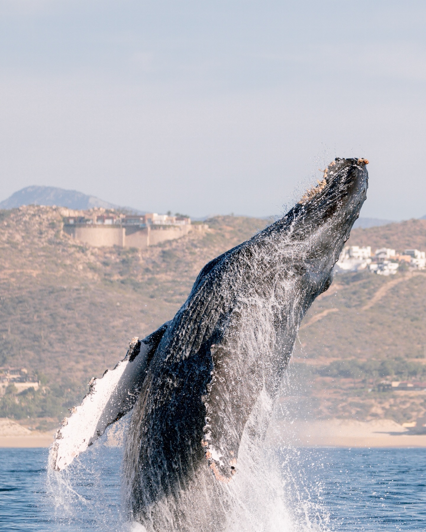 Arrancó la temporada y ya nos regaló momentos que seguimos amando. 🤍
Nos hemos encontrado con un grupo de delfín tornillo (Stenella longirostris) y otro de delfín nariz de botella (Tursiops truncatus), ballenas jorobadas (Megaptera novaeangliae) en sus distintos comportamientos como saltos, soplos a lo lejos y hasta con un ballenato, y claro, no podemos olvidar una ballena azul (Balaenoptera musculus).
Incluso aves marinas nos han acompañado recordándonos que este ecosistema está vivo en cada capa. 🪸🌊
Siempre lo decimos: el océano no promete nada. Ningún día es igual, nada es predecible. ¡Y justo ahí está la magia! ¿Cómo superaría esto a los siguientes meses?
— ENG —
The season has begun and has already given us moments that we continue to cherish. 🤍
We have encountered a group of spinner dolphins (Stenella longirostris) and another group of bottlenose dolphins (Tursiops truncatus), humpback whales (Megaptera novaeangliae) displaying their different behaviors such as jumping, blowing in the distance, and even a calf, and of course, we can’t forget a blue whale (Balaenoptera musculus).
Even seabirds have accompanied us, reminding us that this ecosystem is alive in every layer. 🪸🌊
We always say it: the ocean promises nothing. No two days are the same, nothing is predictable. And that’s where the magic lies! How could this be surpassed in the coming months?
-
-
-
-
-
ballena jorobada, vida marina, océano, cetáceos, los cabos, avistamiento de ballenas, conservación marina, biología marina, especies marinas, educación ambiental, Los Cabos 2026, turismo México, ballenas en México, ecotours, tours responsables