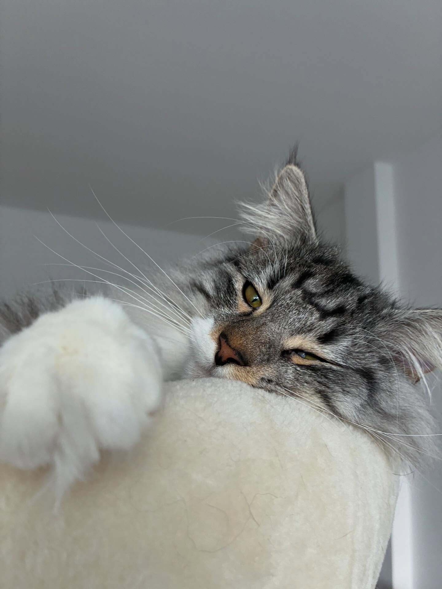 Les vacances continuent 🎄
Chacun profite à sa façon : sur le dos, avec un copain, dehors, dedans, en hauteur ou non 🐱
Néo, Grishka, Ficelle, Sushi, Rurik, Ramses, Billie, Cahuète, Pêche, Suzy & Lima, Felix & Max, Tokyo, Lucky, Mickey, Toffie, Sharly, Suzy & Atlas, Yogie et Roméo 🫶
#larecreduchat #hotelpourchat #pensionpourchats #aixenprovence aixmaville