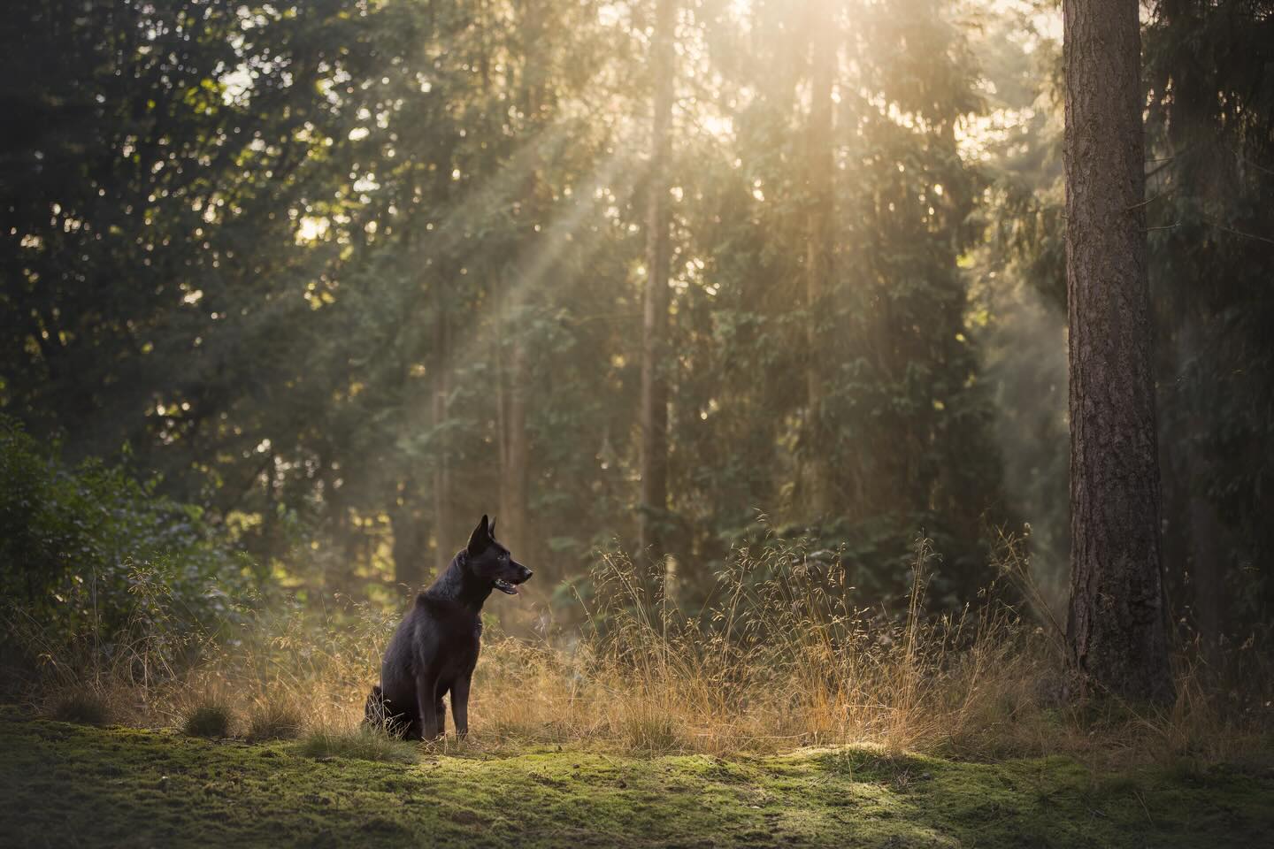 Het ochtend zonnetje door de bomen zorgt altijd weer voor een mooi licht spectakel ☀️
#winter #fotografie #honden #fotoshoot #zoomnl