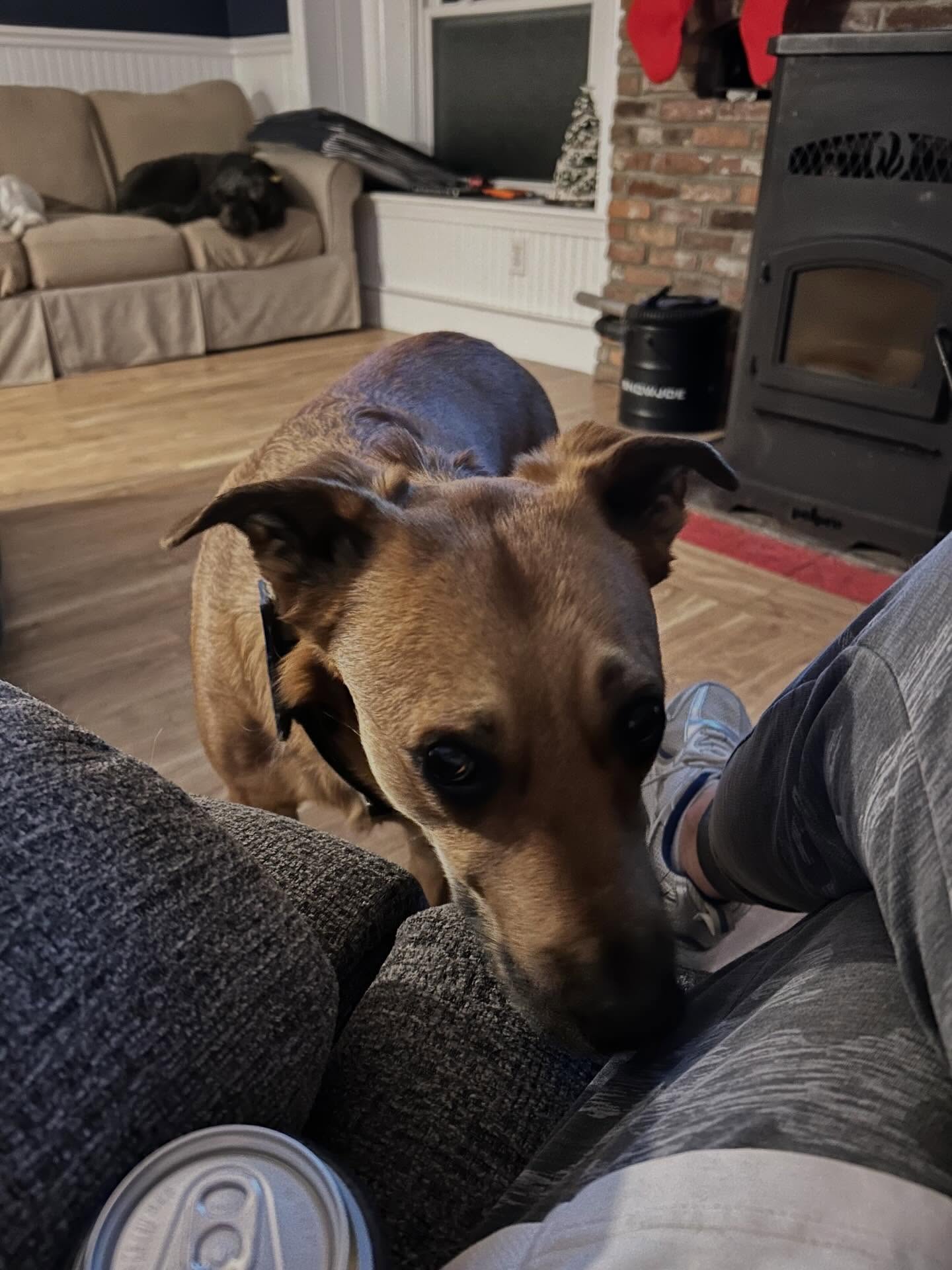 The looks of Cora 😁🐶