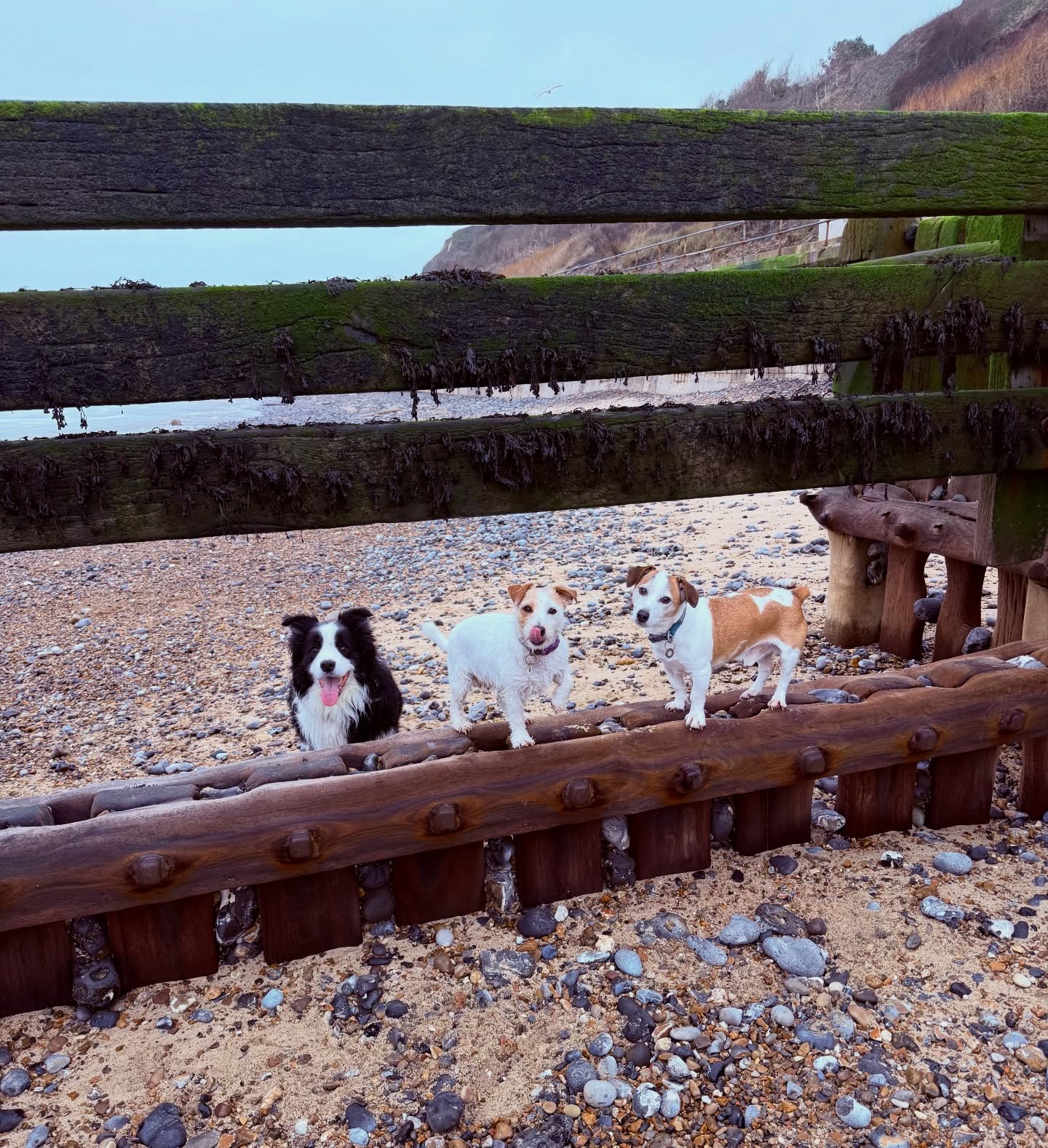 Oh I do like to be beside the seaside 🐾
#beachdogs #overstrand #norfolk #dogwalk #jackcambjrt