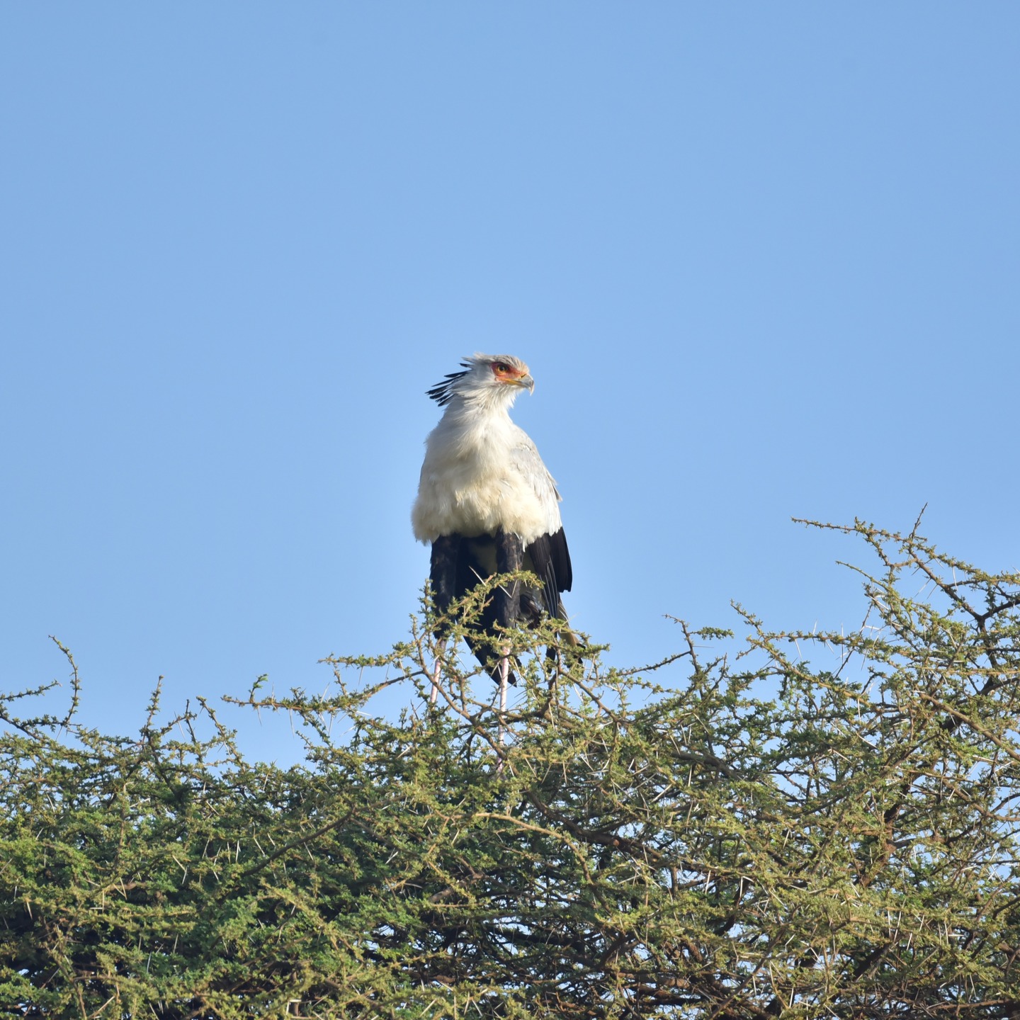 From thorny perch to open sky — the Secretary Bird, ruler of the African plains, taking flight with quiet authority.
.
.
.
#travel
#travelgram
#ınstatravel
#wanderluster
#exploreourearth
#adventurephotography
#traveltheworldwithme
#beautıfuldestınatıons