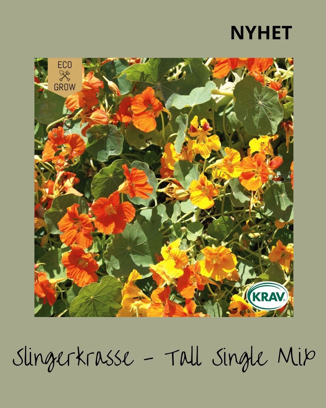 Slingerkrasse Tall Single Mix
Är en lättodlad och starkväxande krasse med stora, färgstarka blommor i nyanser av rött, orange och gult. Har ett slingrande växtsätt och passar utmärkt i ampel, mot spaljé eller som marktäckare. Blommor och blad är ätbara med en pepprig smak – goda i sallader, som dekoration på mat och bakverk. De omogna fröna kan även läggas in som kapris. Rikblommande och tålig, trivs bäst i genomsläpplig, måttligt näringsrik jord. Tål svalare väder men är känslig för frost.