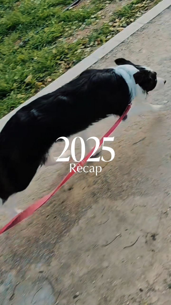 ✨WHAT A YEAR 2025✨
Looking back on 2025 fills my heart with so much emotion. From incredible moments in the ring to unforgettable adventures, none of it would have been possible without the amazing people and dogs who shared the journey with me. 💗
Thank you to everyone who supported, encouraged and believed. Kindness, friendship and honesty mean the world to me. I’m grateful to be surrounded by real people with real hearts, and proud that I stayed true to myself every step of the way.
Here’s to the memories, the lessons, the laughter and the love 🥂 and to our crazy plans in 2026 🐾✨
Powered by none other than
#eukanuba @fokiapetcy 🎀
#unleashed #2025recap