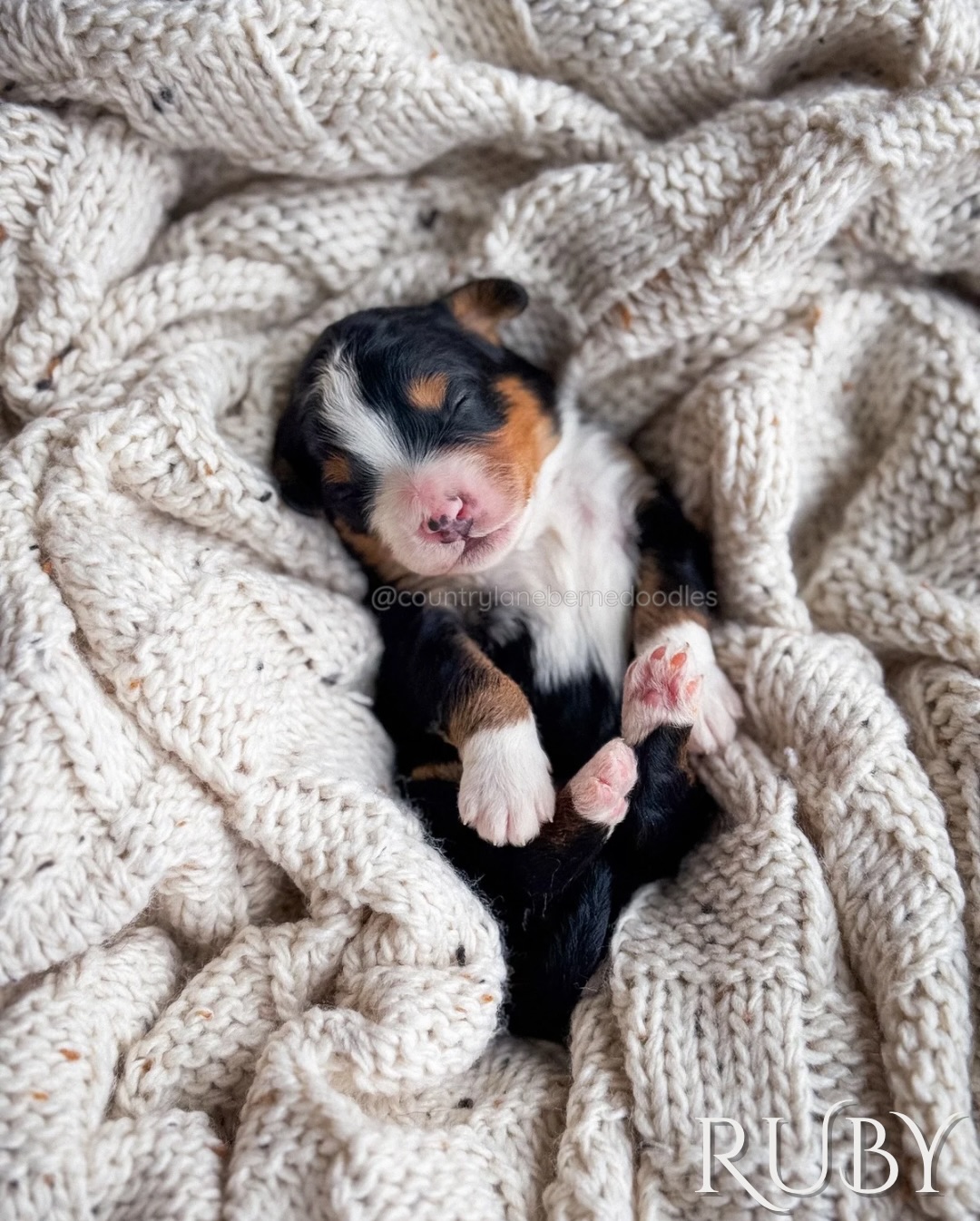 ๐โจ Introducing Opalโs โLittle Gemsโ โจ๐
Opal welcomed the most beautiful little treasures onto our lane, and we are completely smitten. Each pup named after a precious gemstone, these Mini Bernedoodle babies are already shining so bright. ๐พ๐ค
Over the coming weeks, theyโll be loved on, nurtured, and thoughtfully raised right here with our family. Learning, growing, and soaking up all the early experiences that we offer to help shape confident, well-rounded companions. Theyโll be ready to head home in February, and we can already picture them sparkling in their forever families. โจ
We currently have spots open for this litter! If you feel a Little Gem might be meant for you, weโd love to hear from you. ๐
๐ Apply on our website to be considered and join us on this journey.
Welcome to the world, sweet gemsโฆ your stories are just beginning. ๐๐พ