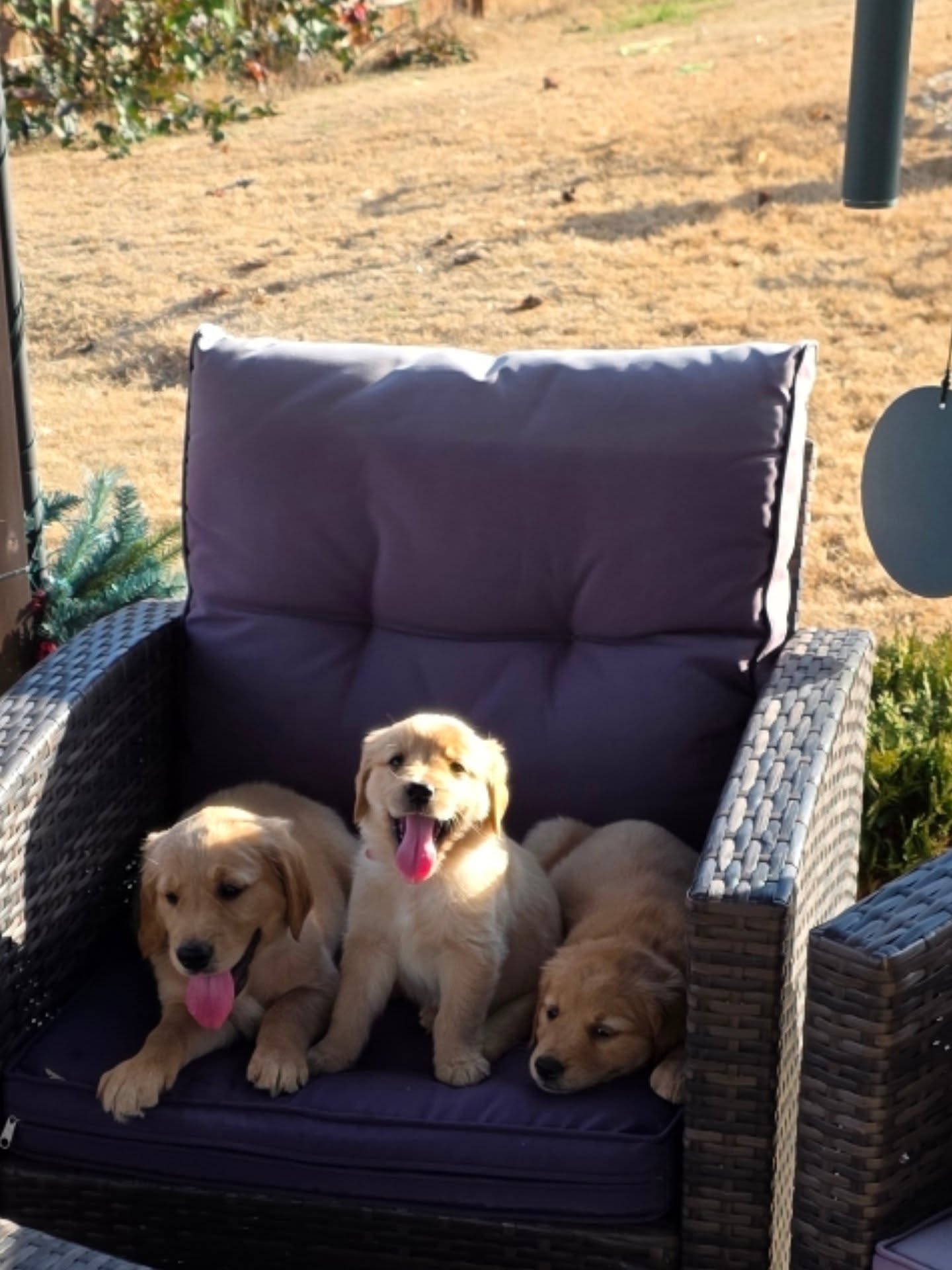 Our babies enjoyed such a nice warm Christmas day. They have played a lot, had a snack and a nice nap 🥰🥰🥰