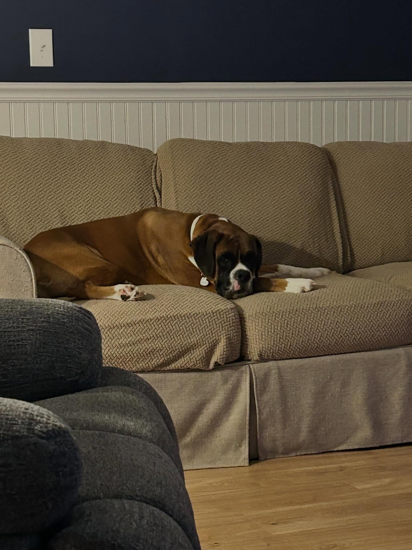 JJ taking snooze 😁🐶