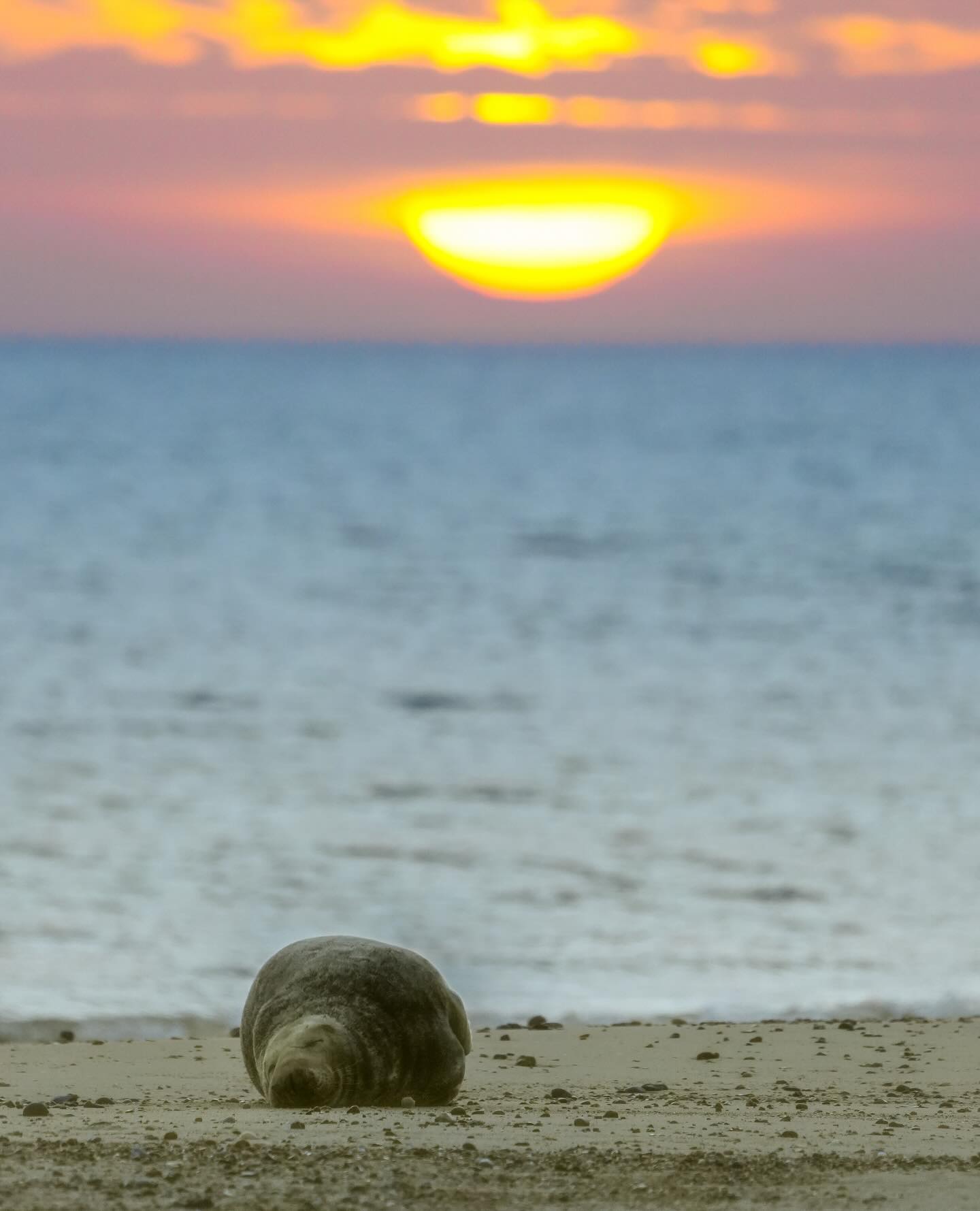 The sun sets on 2025, a wonderful year of wildlife encounters and photo moments. In a year of ups and downs, Iāve been looking more than ever to create photos that really make me feel and that hopefully resonate with you too (favourite pics of the year coming soonā¦). Thank you to everyone who joined me on a workshop, tour, talk, or event this year, and to those whoāve been part of the wider conversation - sharing your images, ideas, challenges, and dreams. Wishing you all a peaceful end to the year and a wild, creative start to the next.