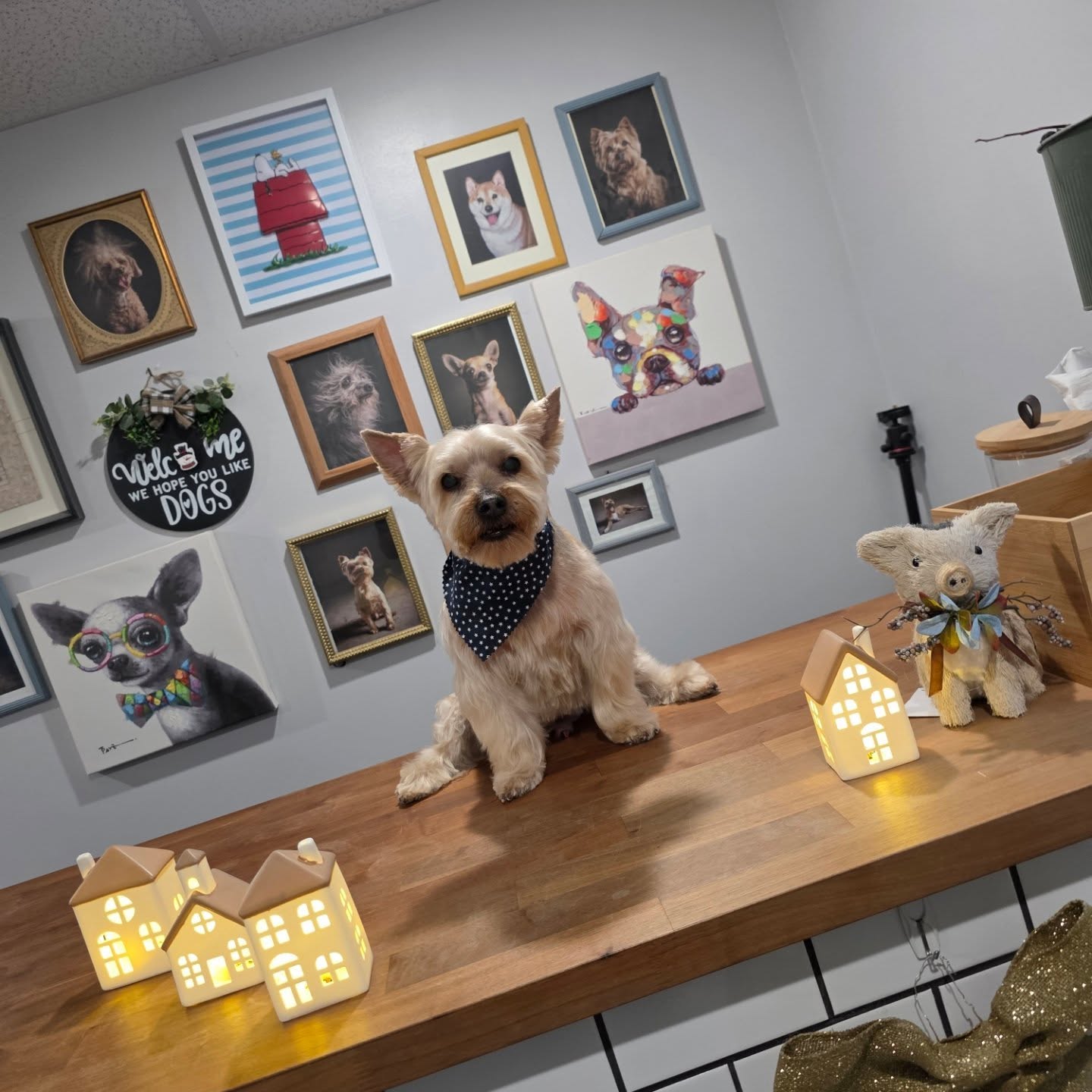 Our last groom of 2025: Mr. Tebow! đ€
Thank you everyone for trusting us with your pups, can't wait to work with you all again in 2026 đ©·
#tomasthedalmatian #plantcityfl #doggrooming #yorkie