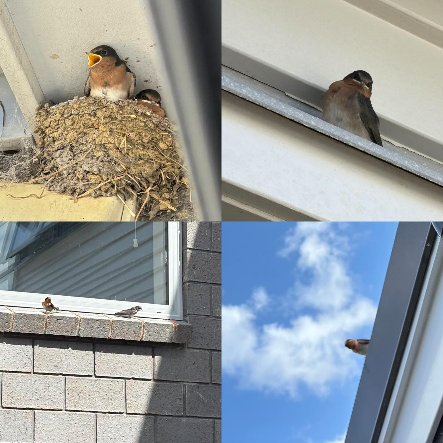 My bird whispering worked this morning!! Just before we left for holiday, I got to witness an amazing display of two of the four babies flying the coop with support from Jack & Mary and some other adult swallows showing them how… incredible! 💜