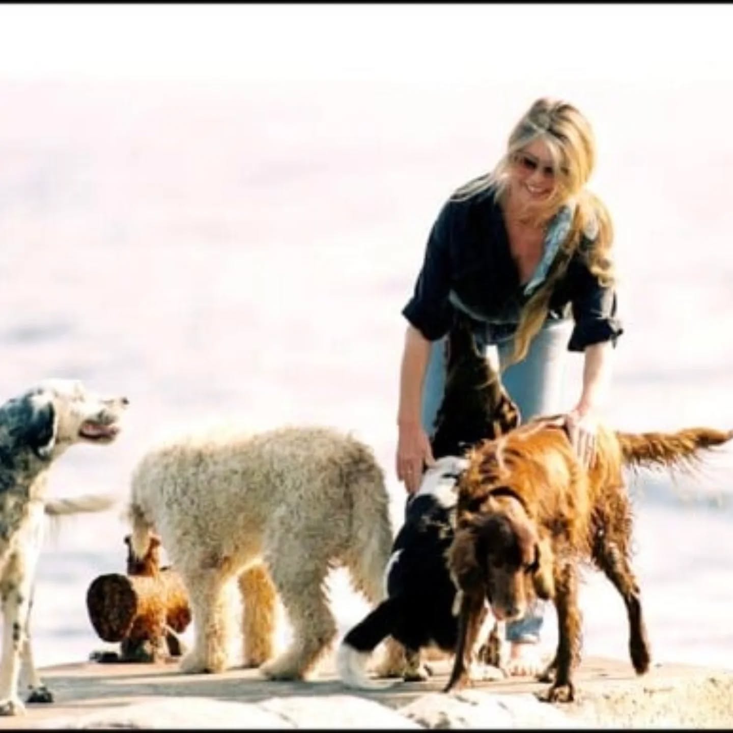 It is with deep sadness that the SU4E team acknowledges the death of Brigitte Bardot at the age of 91. Brigitte Bardot was a devoted animal lover whose tireless work helped countless organizations around the world and inspired many in the fight for animal welfare. Our thoughts are with all the members and supporters of the Fondation Brigitte Bardot during this difficult time. Her legacy of compassion and commitment to animals will continue to inspire us all 🤍
C’est avec une profonde tristesse que l’équipe de SU4E annonce le décès de Brigitte Bardot à l’âge de 91 ans. Brigitte Bardot était une amoureuse des animaux dévouée, dont le travail infatigable a aidé d’innombrables organisations à travers le monde et inspiré beaucoup dans la lutte pour le bien-être animal. Nos pensées vont à tous les membres et soutiens de la Fondation Brigitte Bardot en ces moments difficiles. Son héritage de compassion et d’engagement envers les animaux continuera de nous inspirer 🤍
@fondationbrigittebardot