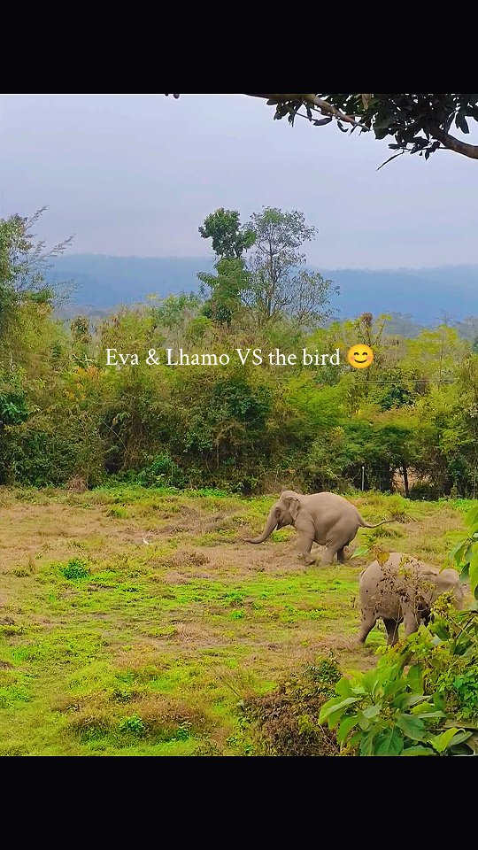 Even giants have their tiny fears 🤍
Eva and Lhamo vs. one brave little egret 🐘🕊️
Même les géants ont leurs petites peurs 🤍
Eva et Lhamo face à un minuscule mais courageux héron garde-bœufs 🐘🕊️