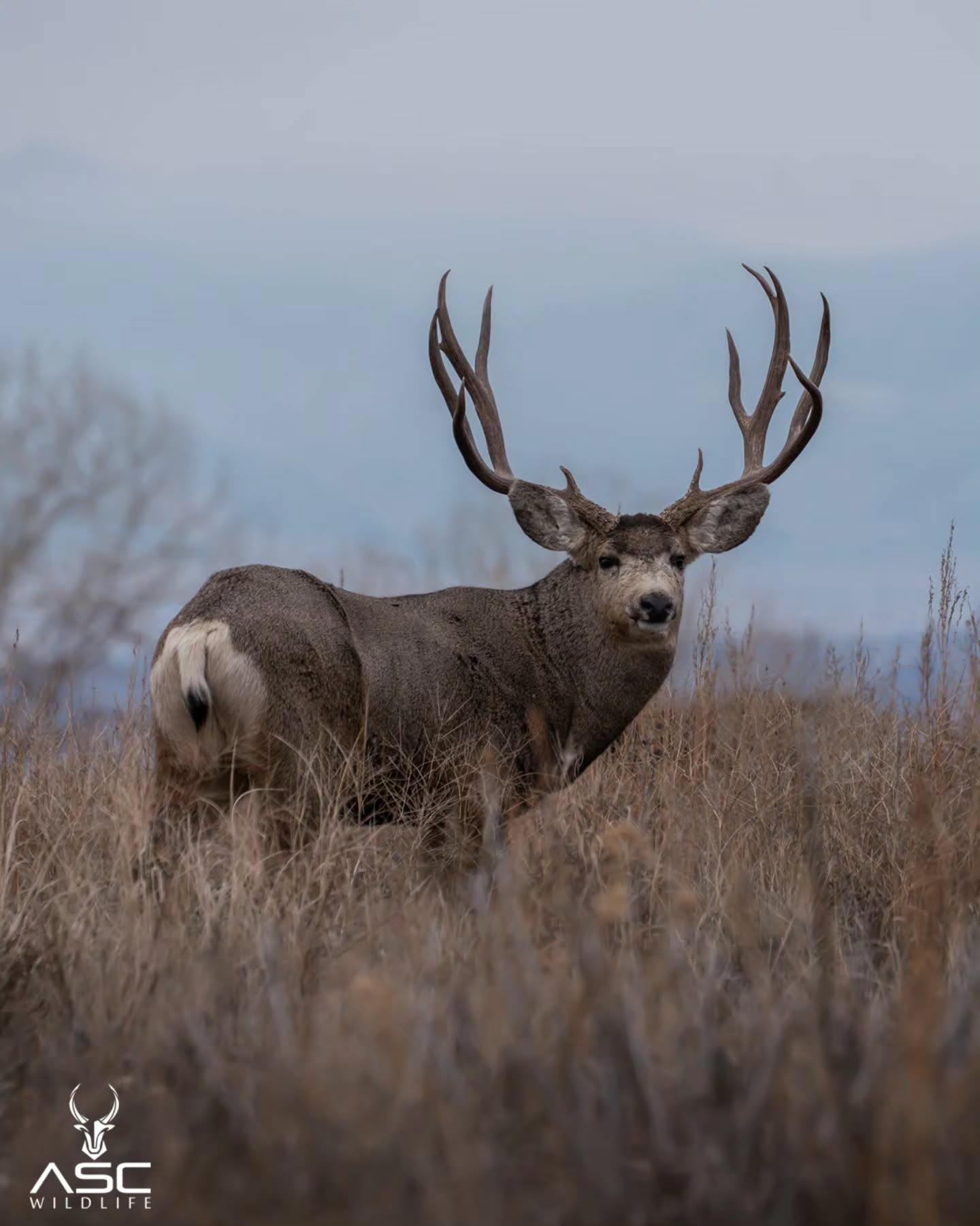 Big muley look back. Here for #muleymonday
It was a great day with friends chasing light and Wildlife. @stuartsmith.123 @callofthewildphotography
Give them a follow!
This muley we nicknamed "Pitchfork" kept near his does and gave us some great photo ops.
Photography by @ascwildlife
.
.
.
#wildlifephotography #muledeer #colorado #wildlife
