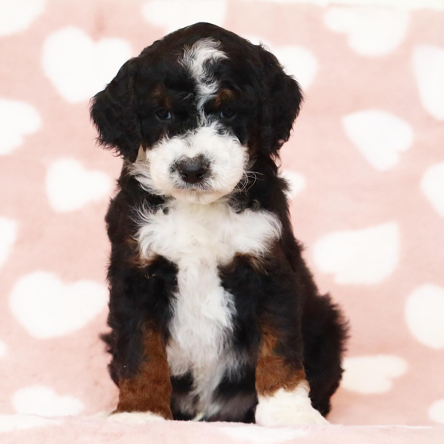 Amore & Jasper babies 🥳 #LKBernedoodles