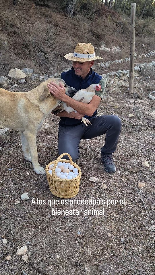 Desde Finca Ecológica El Romero os deseamos a todos un feliz año 2026 ✨️⭐️
A todos los que seguís confiando en nosotros, a los que apostáis por productos ecológicos y de cercanía, a los que os preocupáis por el bienestar animal.
A todos los que habéis venido a conocer como viven nuestras gallinas e inculcar el amor por los animales a vuestros pequeños, a todas las tiendas y restaurantes que nos han elegido, a todos, os deseamos que el 2026 esté lleno de felicidad y buenos momentos.
¡Feliz año nuevo! 🥚🐔