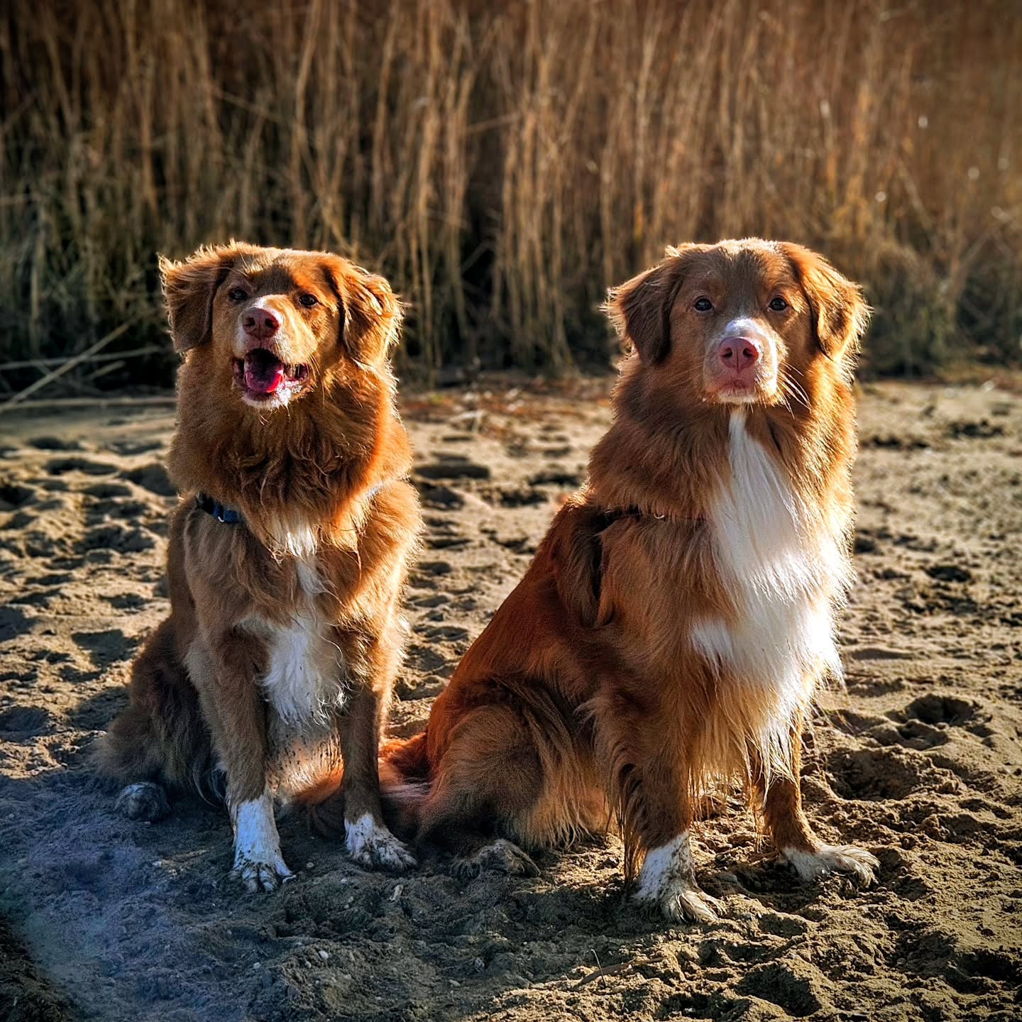 #toller #happylife❤️