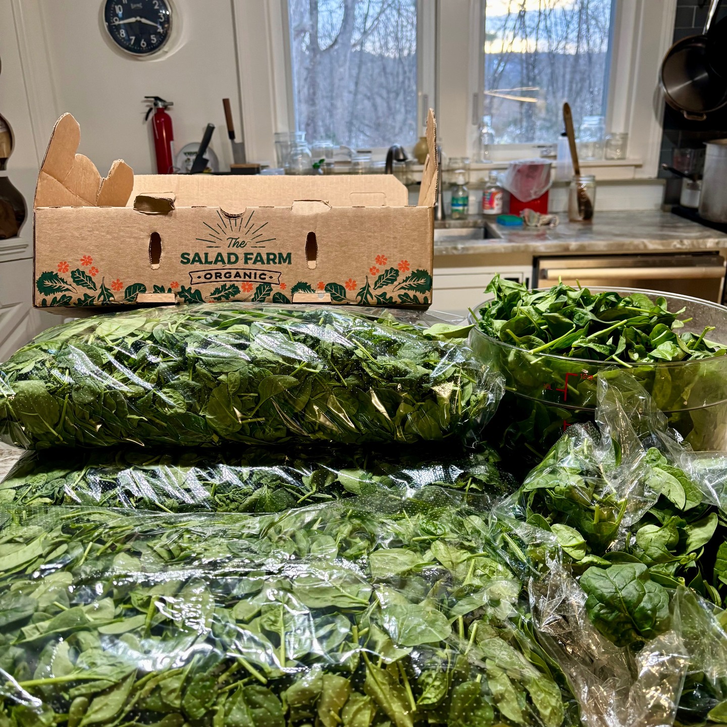 Getting ready to boil this spinach up for saag paneer, known affectionately as the "Green Beauty" by customer Donna M. If you didn't pre-order, I've got a few extras available for pickup New Year's Day. $28 for 24oz (2-3) serving container. Text me at 802-246-7592. #saagpaneerlove #saagpaneercraving
