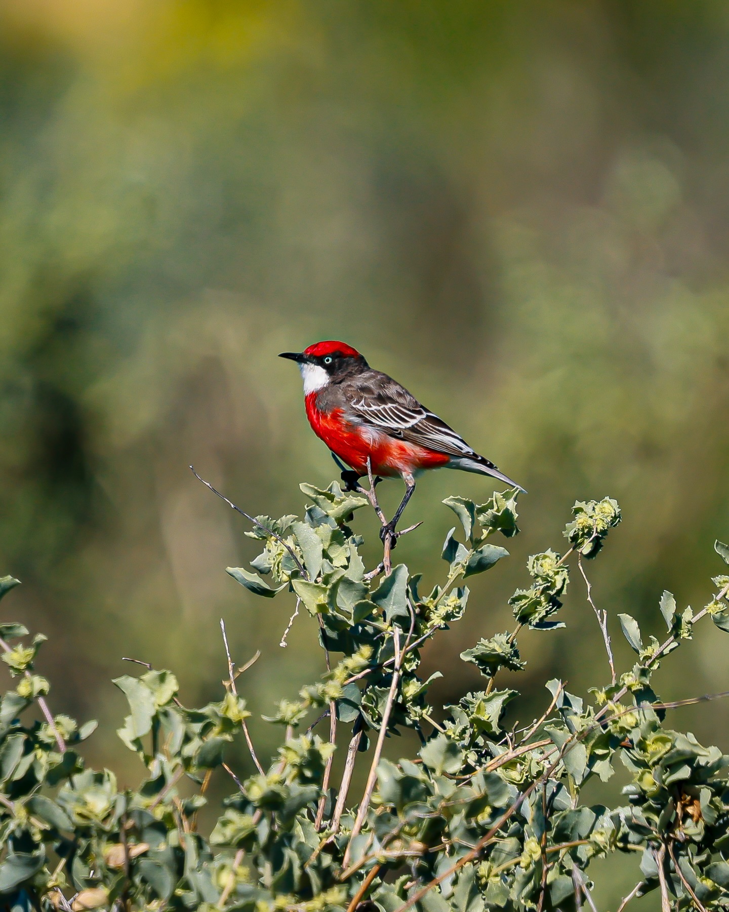 The Crimson chat (Epthianura tricolor) also known as the Saltbush Canary.
An oldie from the archives that I don’t believe has seen the light. Big heavy crop. We will see if insta compression shows it or not, if you look closely you’ll see this little fella has Polycoria. It’s a rare eye condition with multiple pupils in one iris.
#wildlife #crimsonchat #ausgeo #birds #birdsofinstagram
