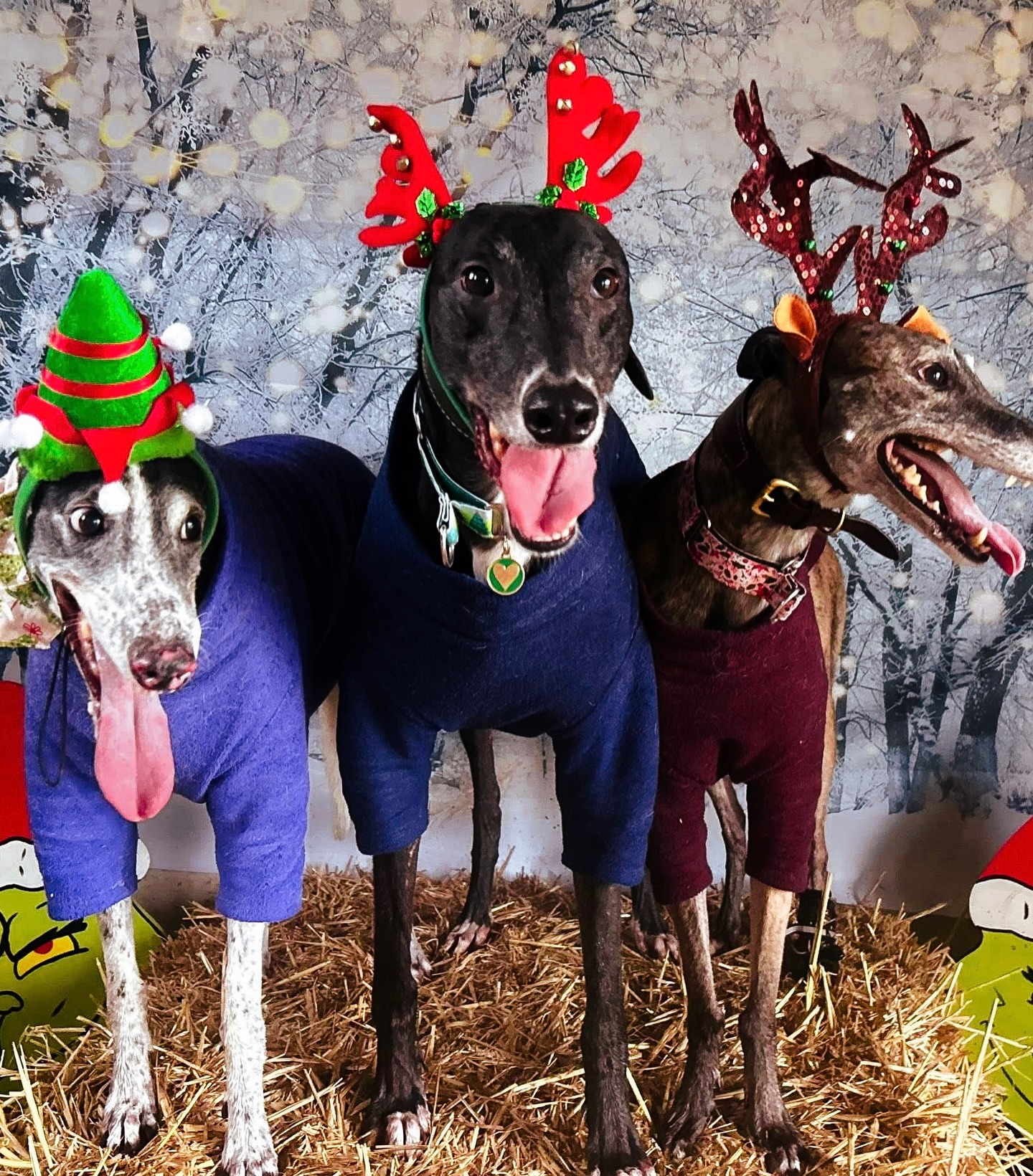 What a pack 🐾 Making the most of the festive photo booth, space, speed and sunshine in the Main Field!
Snapped enjoying our secure dog fields near Totnes, Devon
