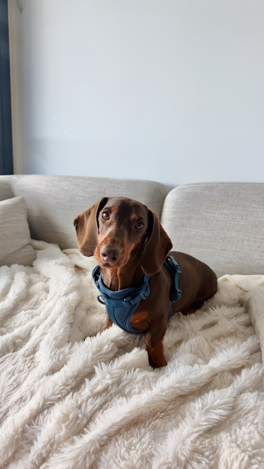 What’s better than giving your best friend a comfortable gift for everyday walks? When it’s made to last beyond Christmas 🤍
New Year, same comfort.
Thank you for the beautiful video @_brooklynboyd ☺️🫶🏻