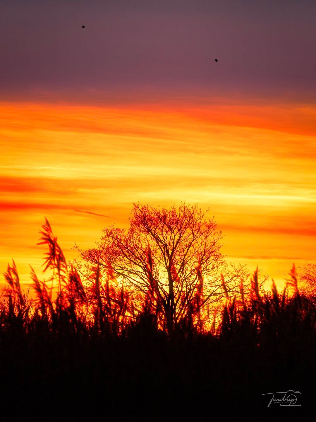 Solnedgang ved Skive Fjord 🌅
-
-
-
#sunsetmood #tandrup_photography #skivekommune #quietmoments #micheltandrup #determedihuslejen #nordiclight #danishnature #voresskive #naturephotography #total_denmark #naturesdetails #dmiweather #silhouettelight #eveningsky #nordicscenes #moodylandscape #autumnlight #denmarknature #calmplaces #snapp_december25
