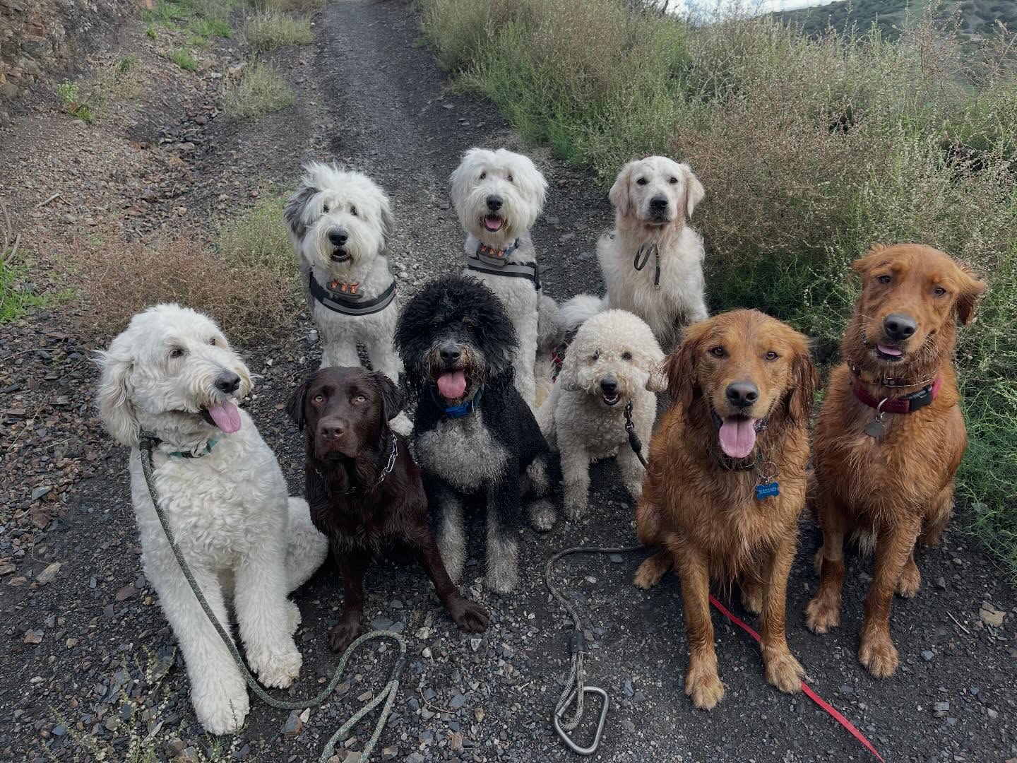 2025 Recap
.
.
.
.
.
#packwalks #packwalk #dogwalker #dog #dogs