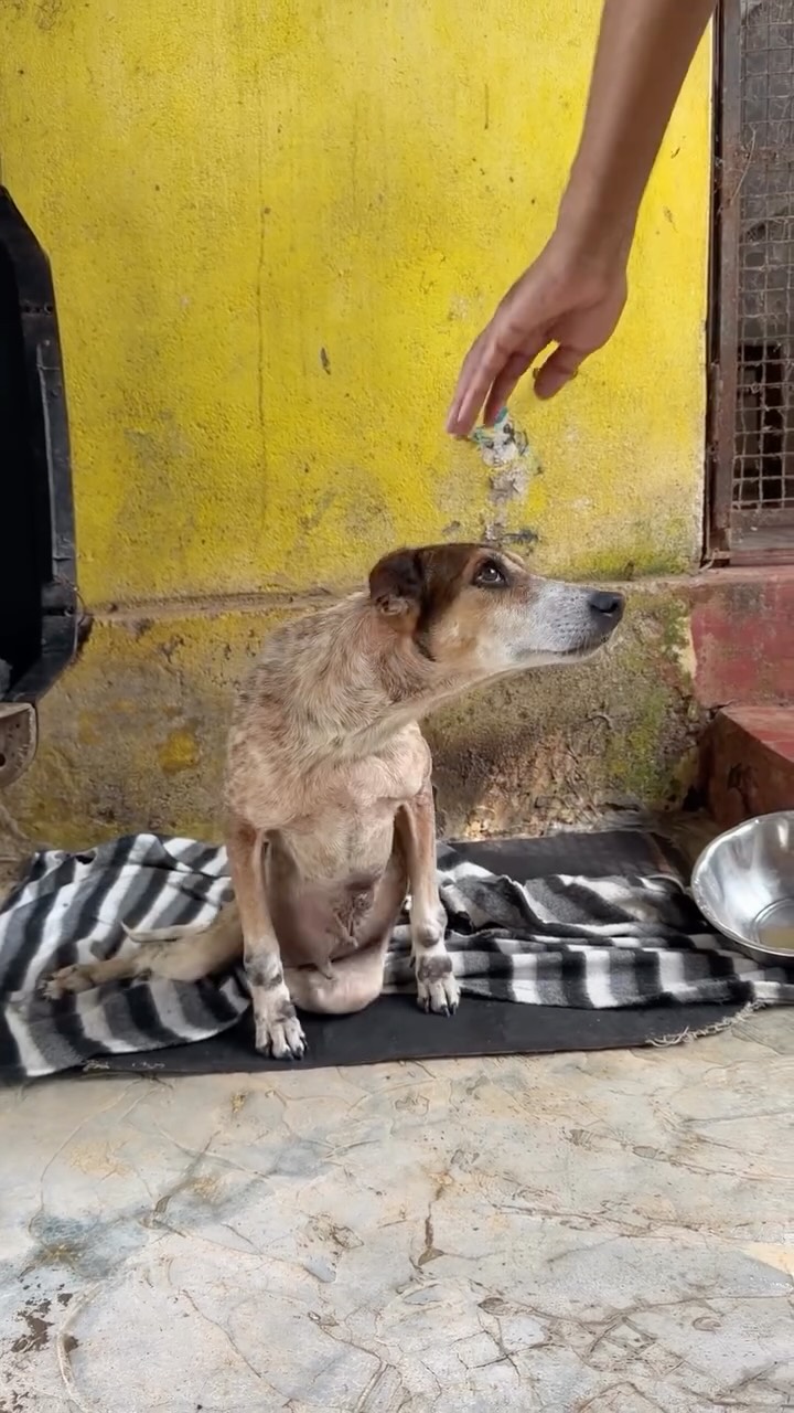 What we imagine ARC residents saying if asked how they got to us 😅
#animalrescue #animalshelter #dogsofinstagram #adoptdontshop #goa