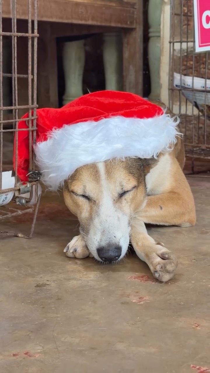 Barry epitomises how it feels in the period between Xmas and new year ✨ 🌲
#animalrescue #animalshelter #dogsofinstagram #adoptdontshop #goa